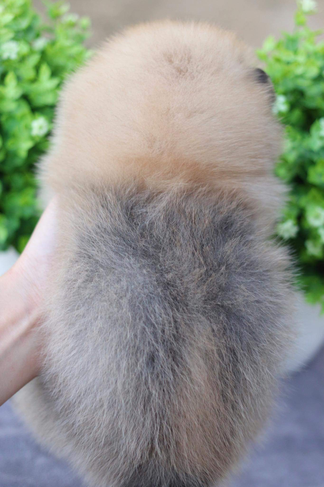 ปอมเมอเรเนียน เพศผู้