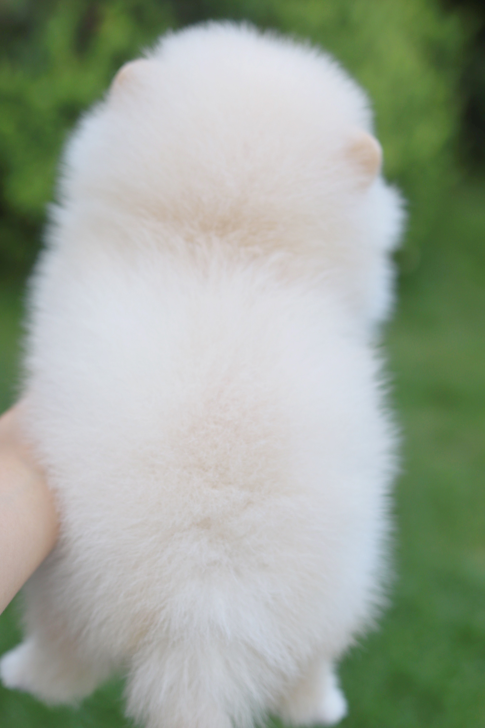 ปอมเมอเรเนียน เพศผู้ สีขาวครีมเกรดโชว์ พร้อมใบเพ็ดดีกรีเต็มใบ