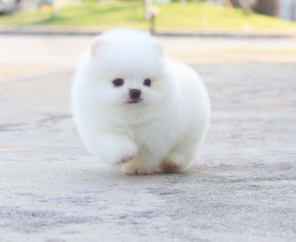 ปอมเมอเรเนียน เพศผู้ สีขาวครีมเกรดโชว์