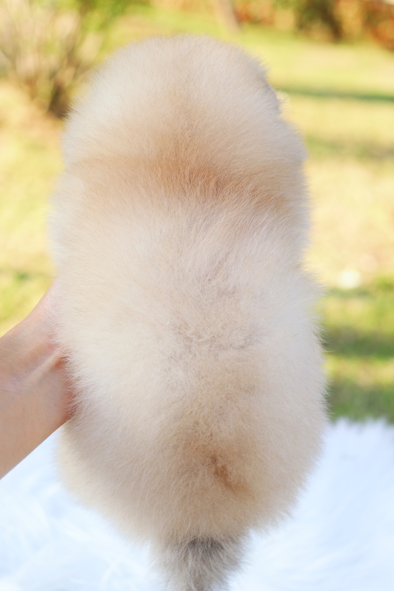 ปอมเมอเรเนียน เพศผู้สีส้ม