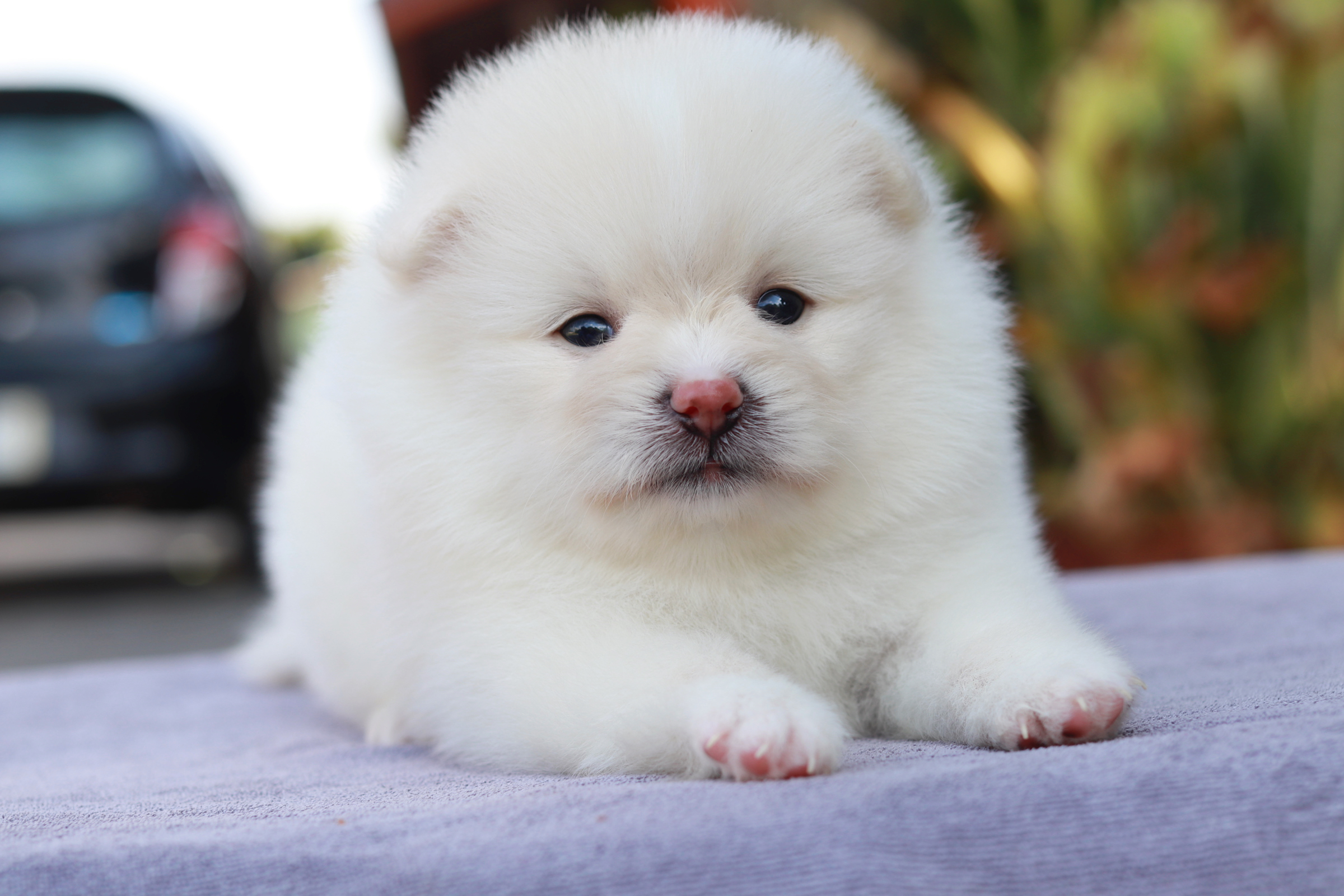 ปอมเมอเรเนียน เพศเมีย