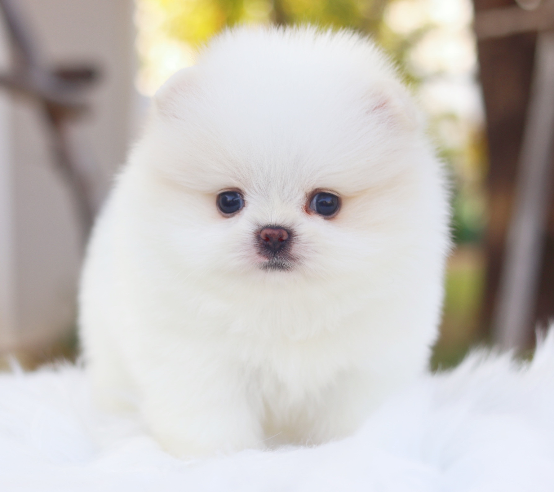 ปอมเมอเรเนียน เพศผู้ สีขาวครีมเกรดโชว์