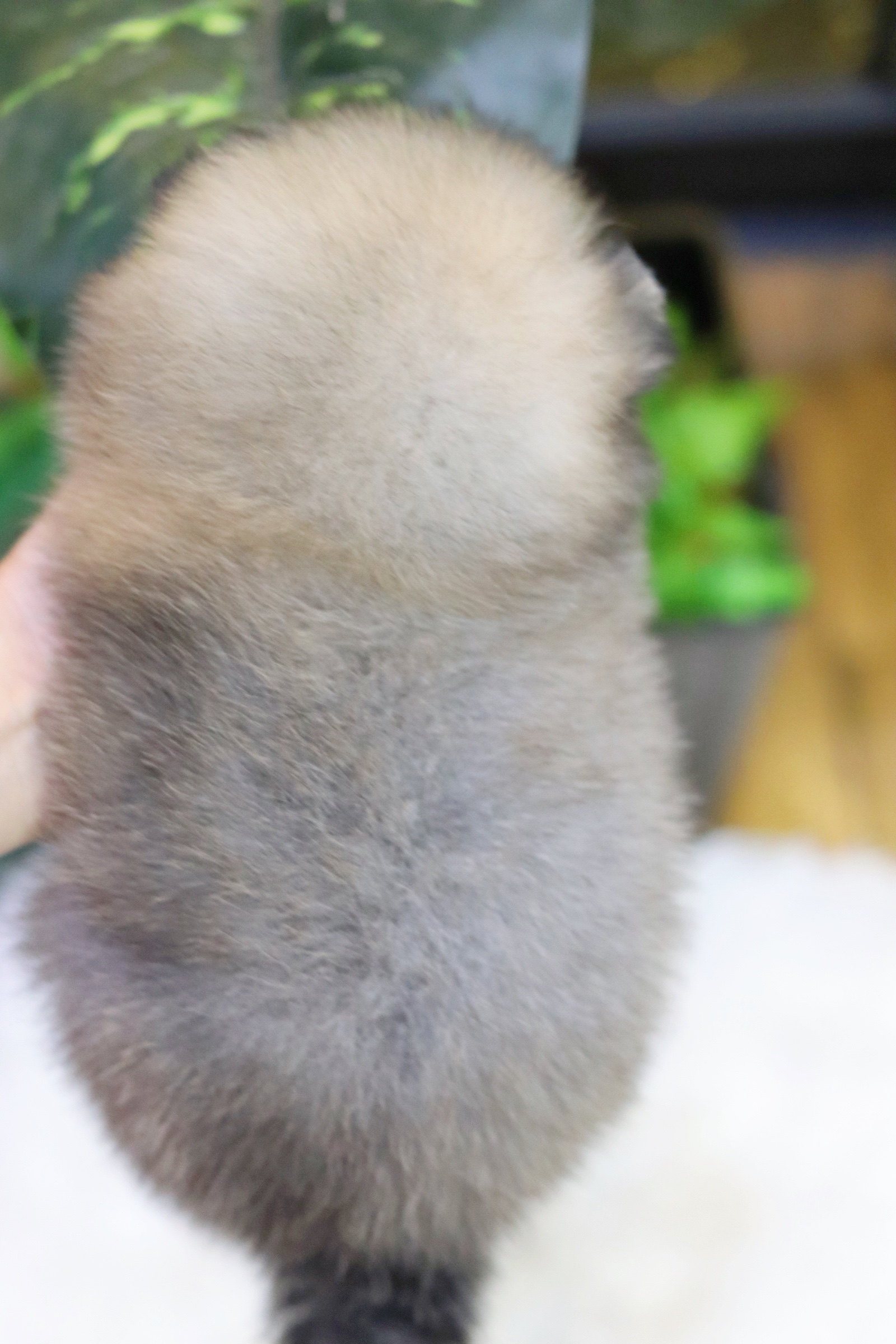 ปอมเมอเรเนียน เพศเมียสีส้ม