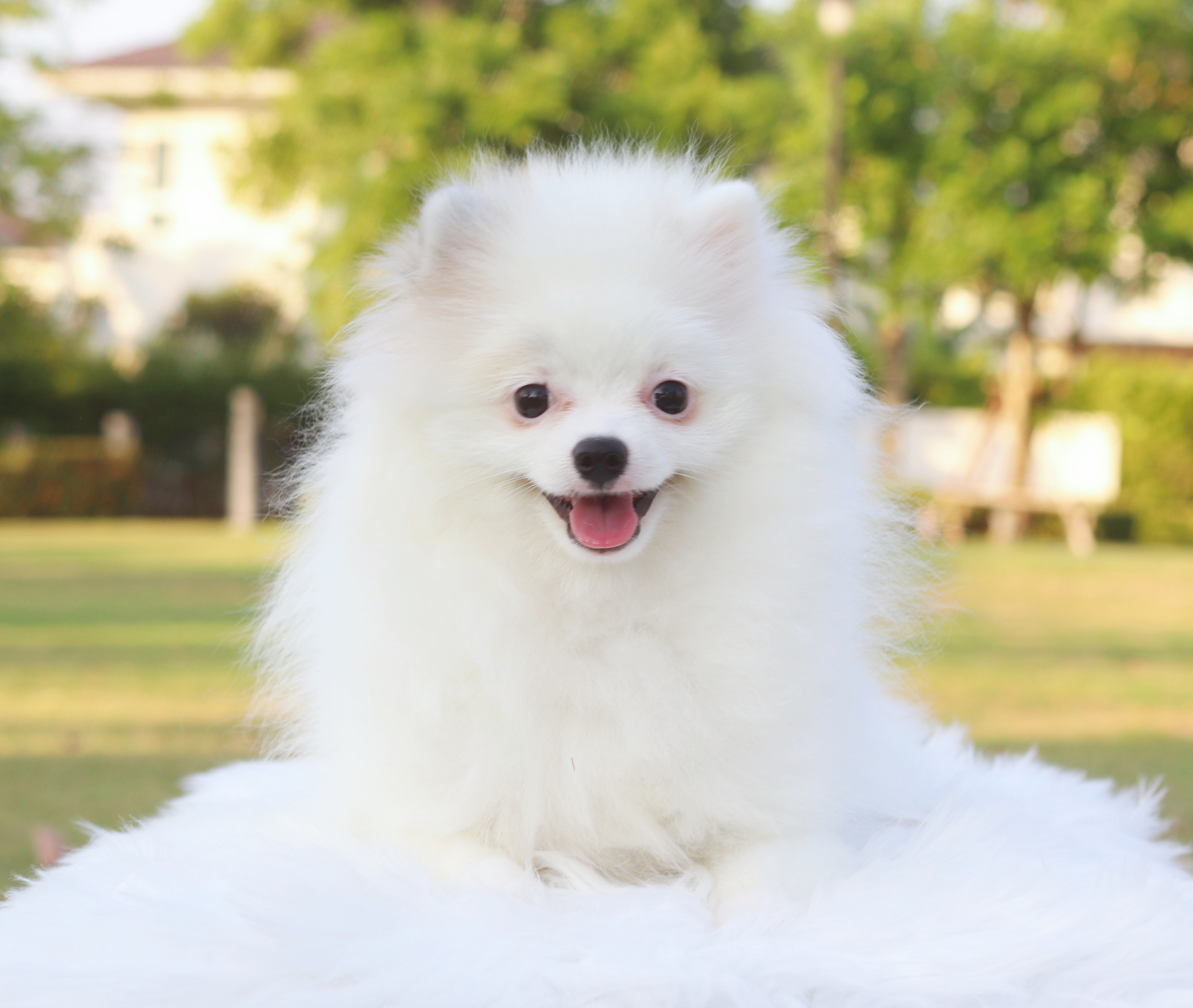 ปอมเมอเรเนียน เพศเมียสีแฟนซี