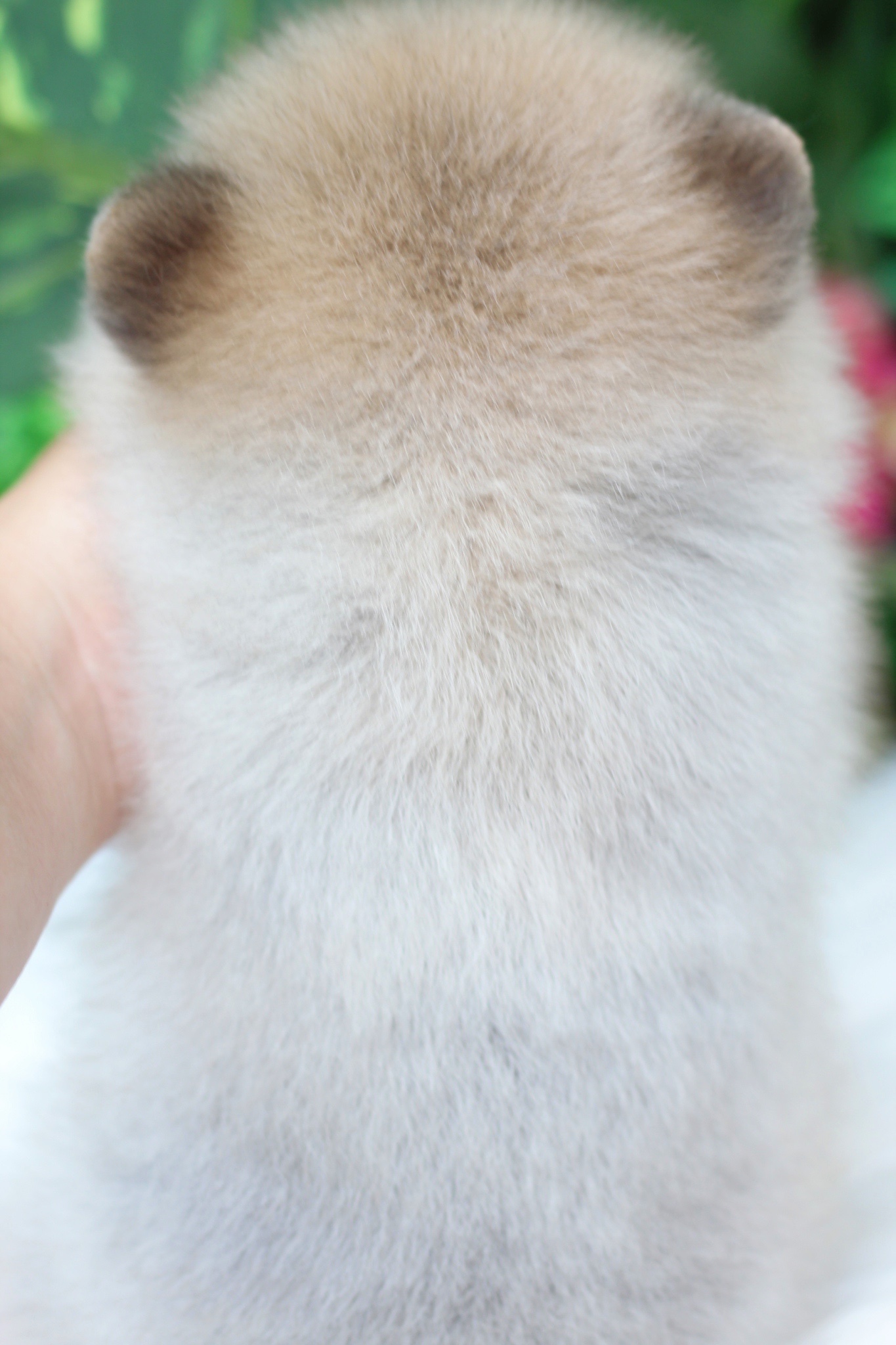 ปอมเมอเรเนียน เพศผู้ สีส้ม