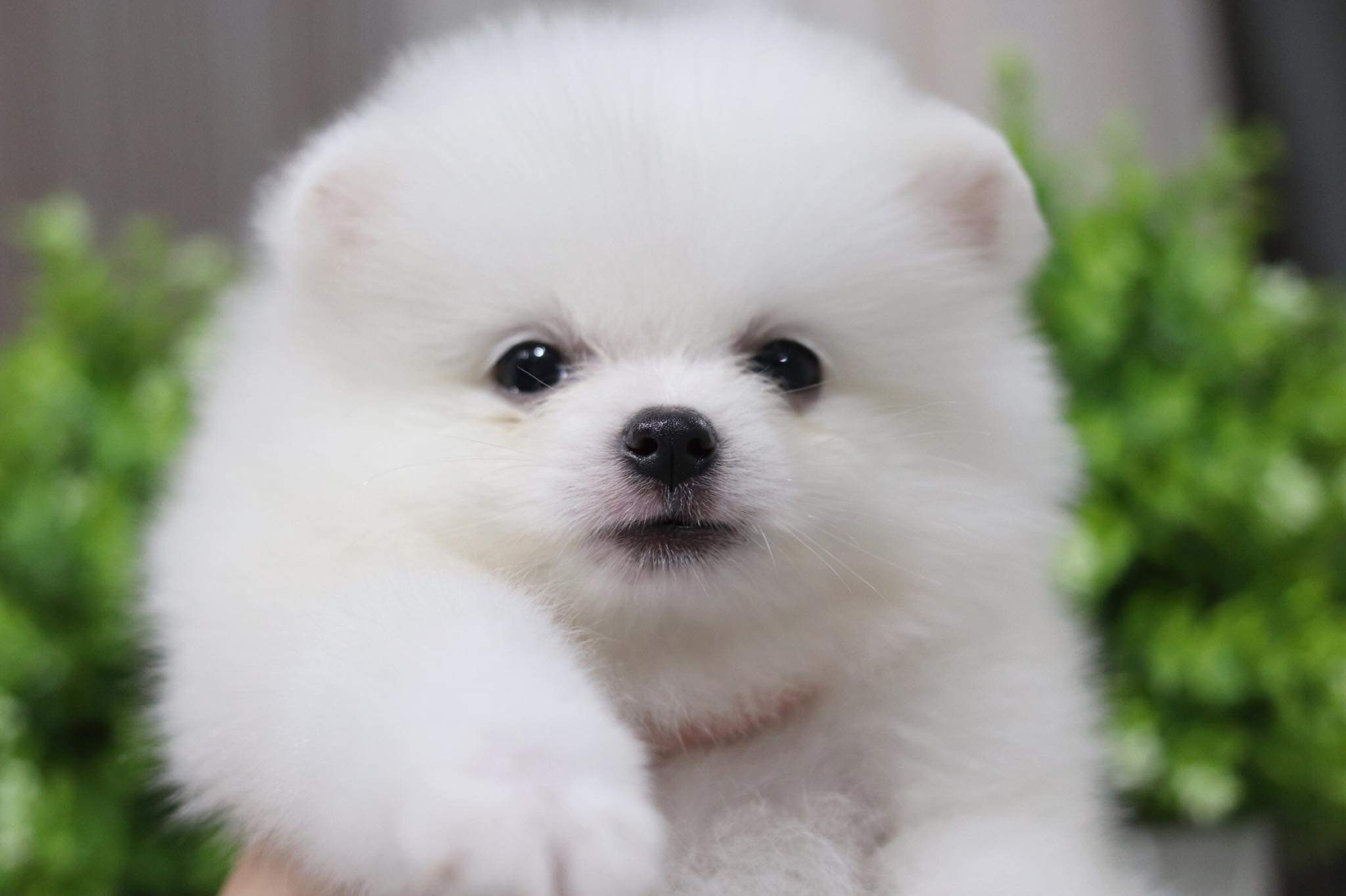 ปอมเมอเรเนียน เพศผู้