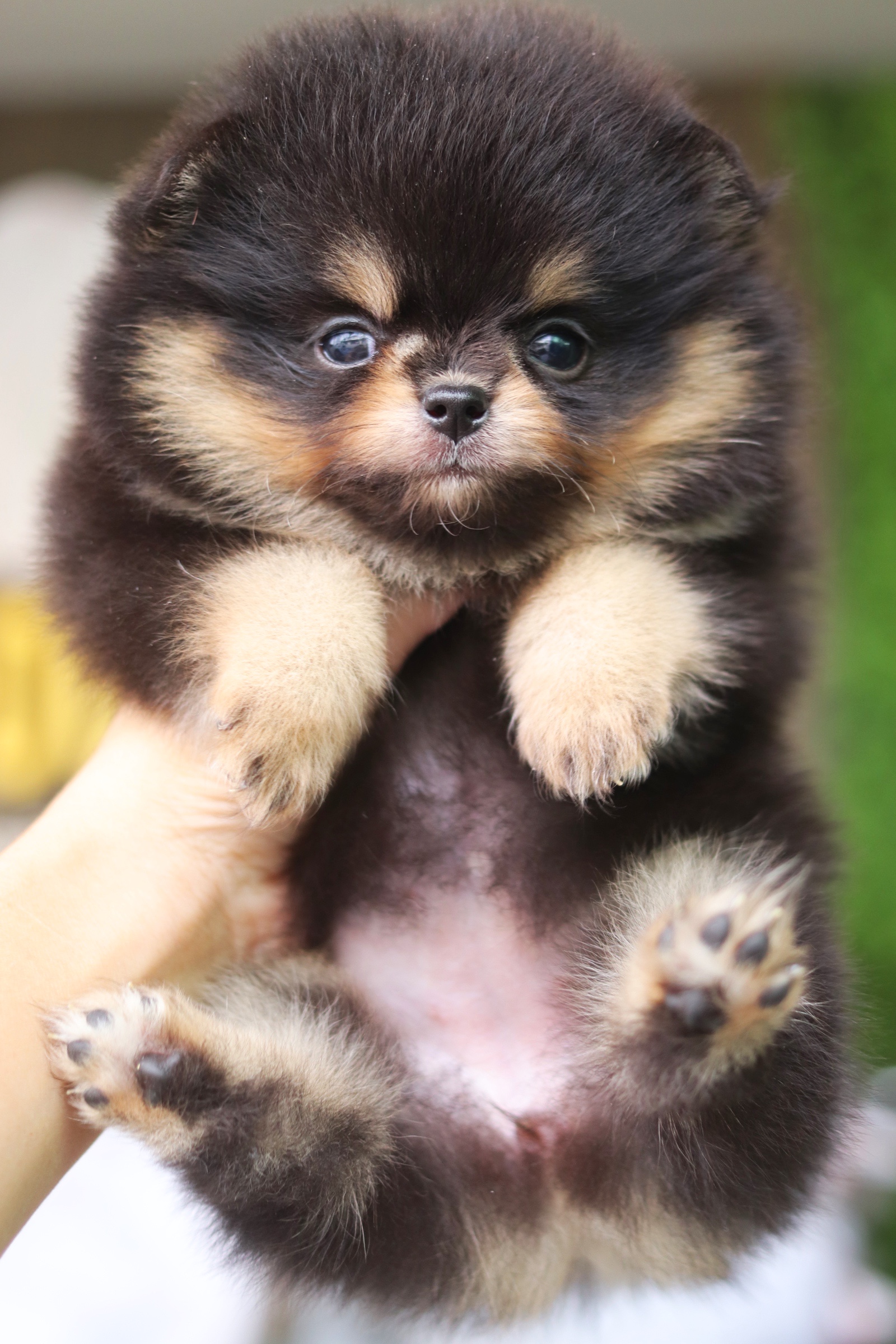 ปอมเมอเรเนียน เพศเมียสีแบล็คแทน