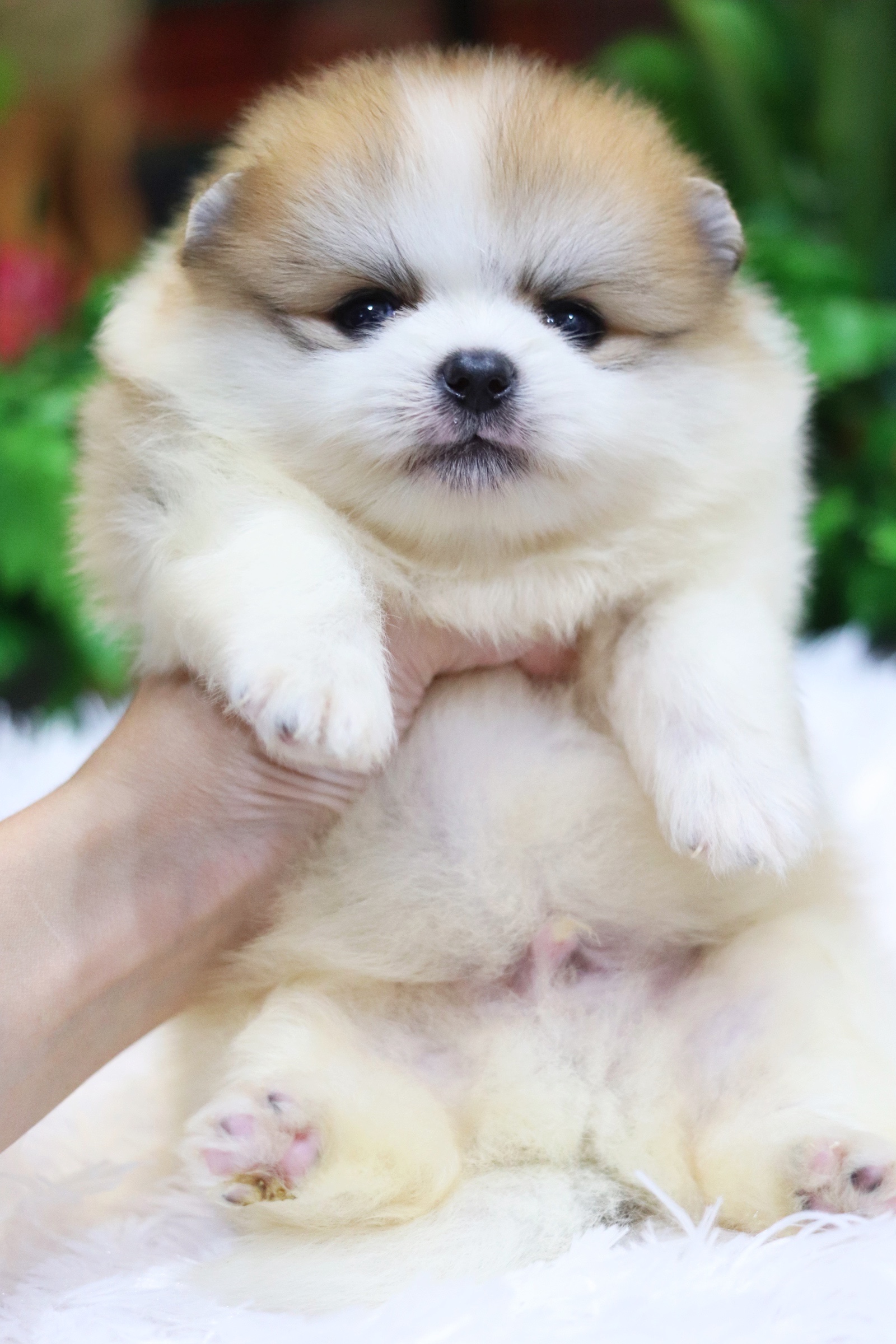 ปอมเมอเรเนียน เพศผู้ แฟนซี