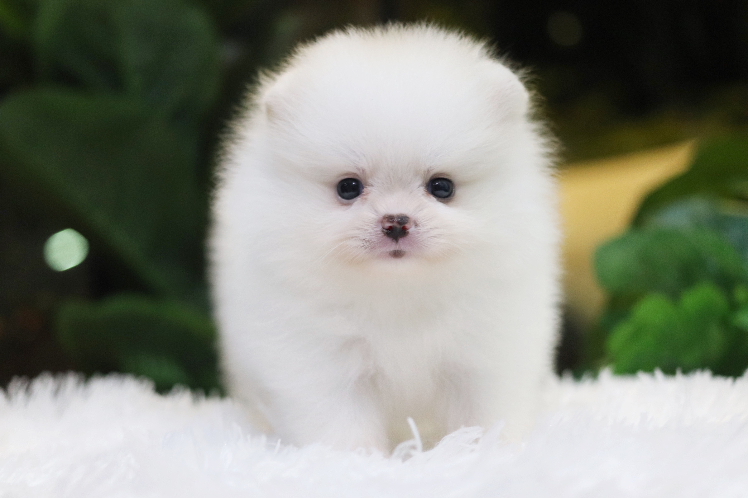 ปอมเมอเรเนียน เพศเมียสีขาวครีม