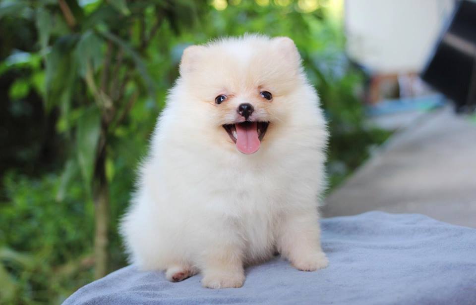 ปอมเมอเรเนียน เพศเมีย