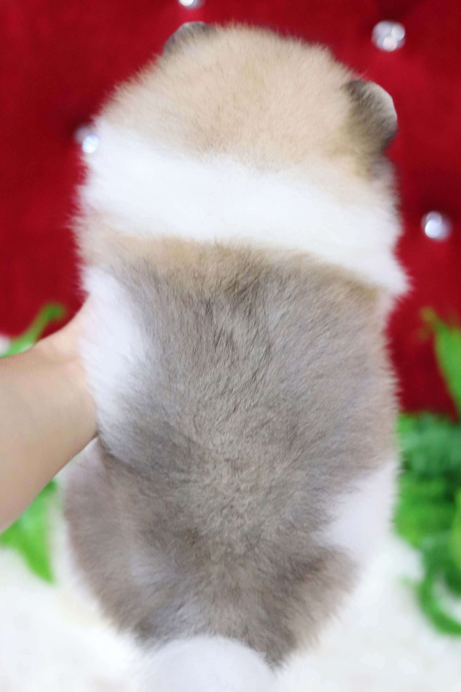 ปอมเมอเรเนียน เพศผู้แฟนซี