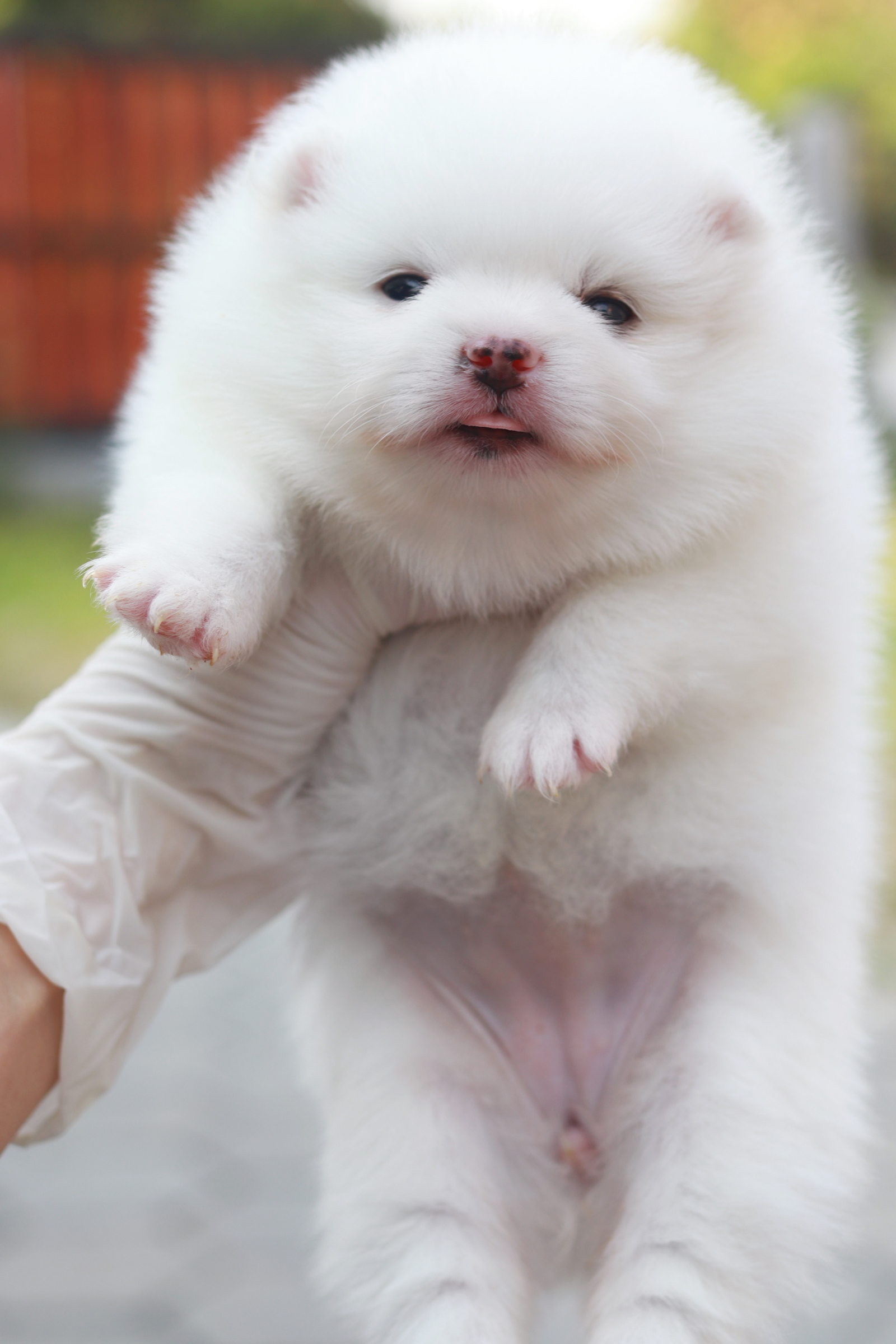 ปอมเมอเรเนียน เพศเมีย ขาวสำลี