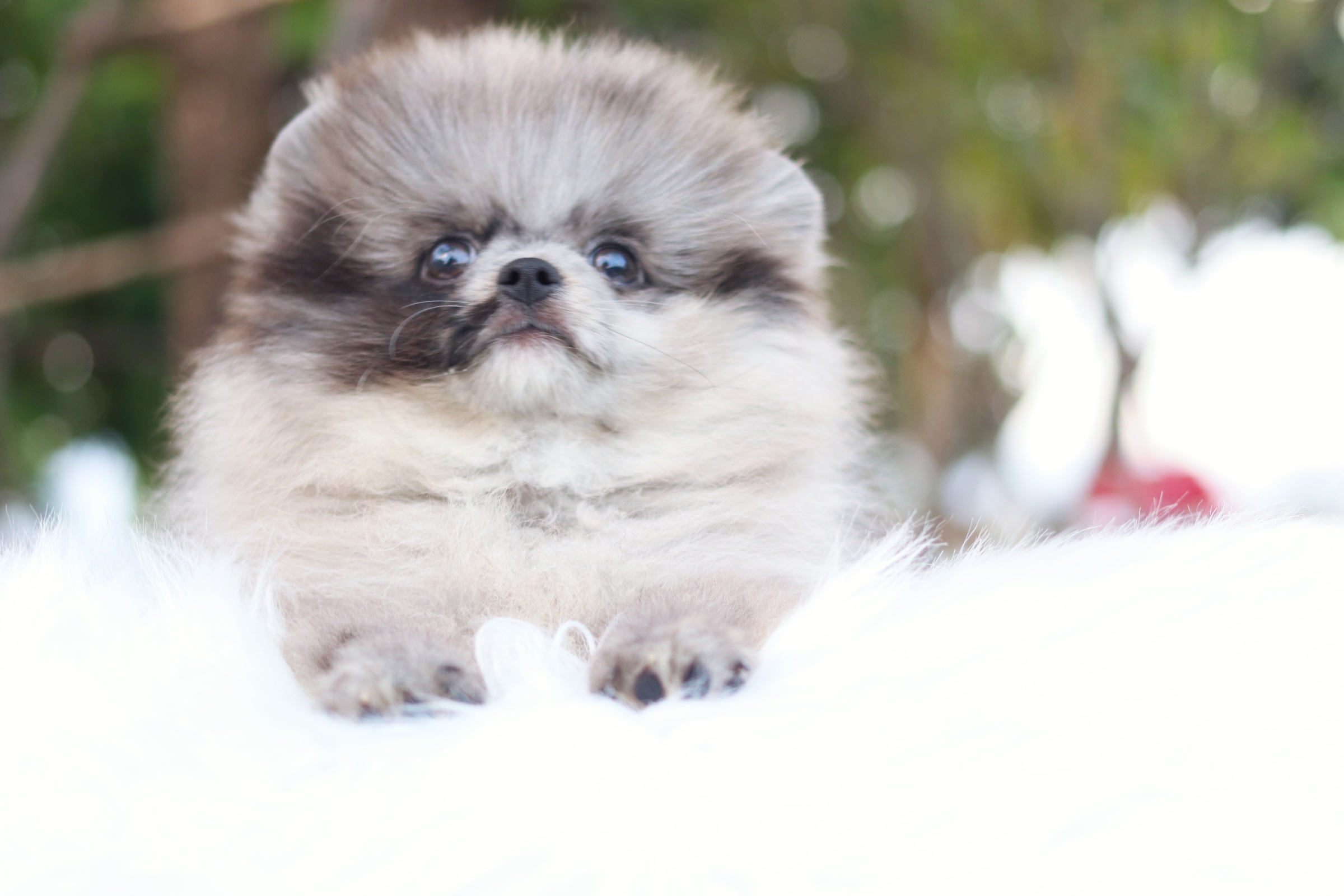 ปอมเมอเรเนียน เพศผู้ สีเมอร์เร่