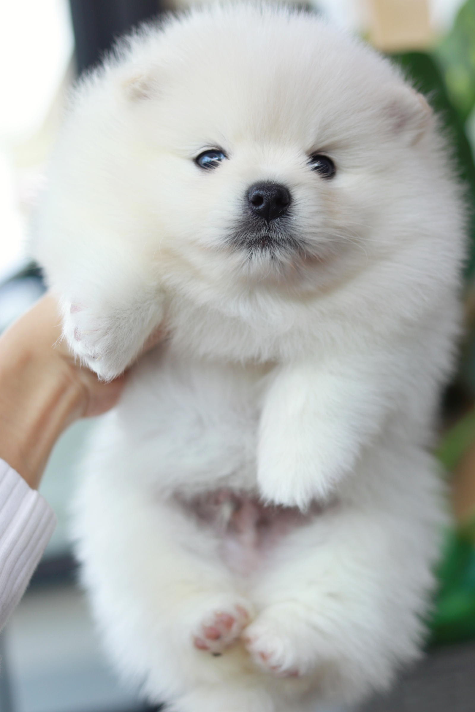 ปอมเมอเรเนียน เพศผู้