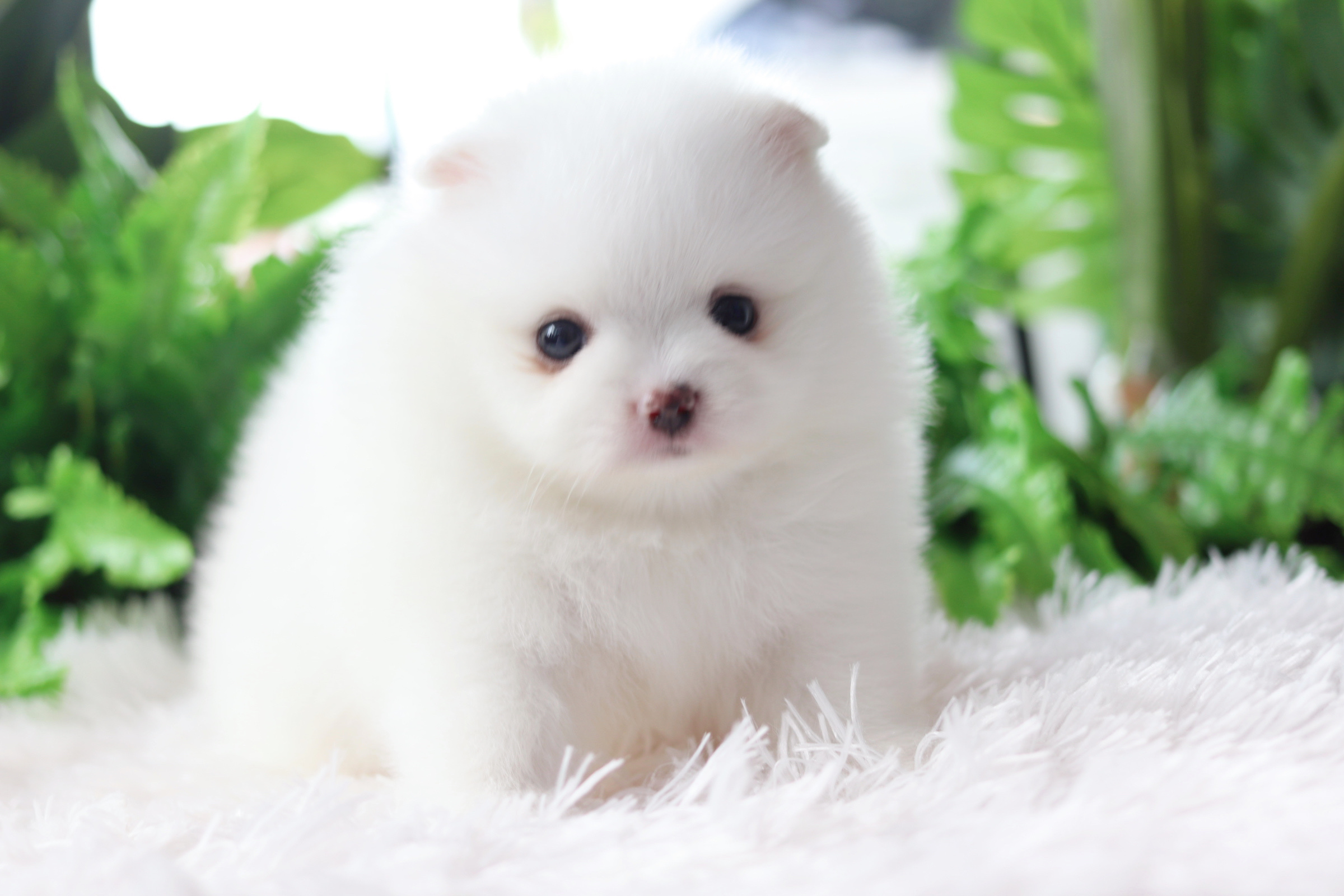 ปอมเมอเรเนียน เพศผู้สีขาว