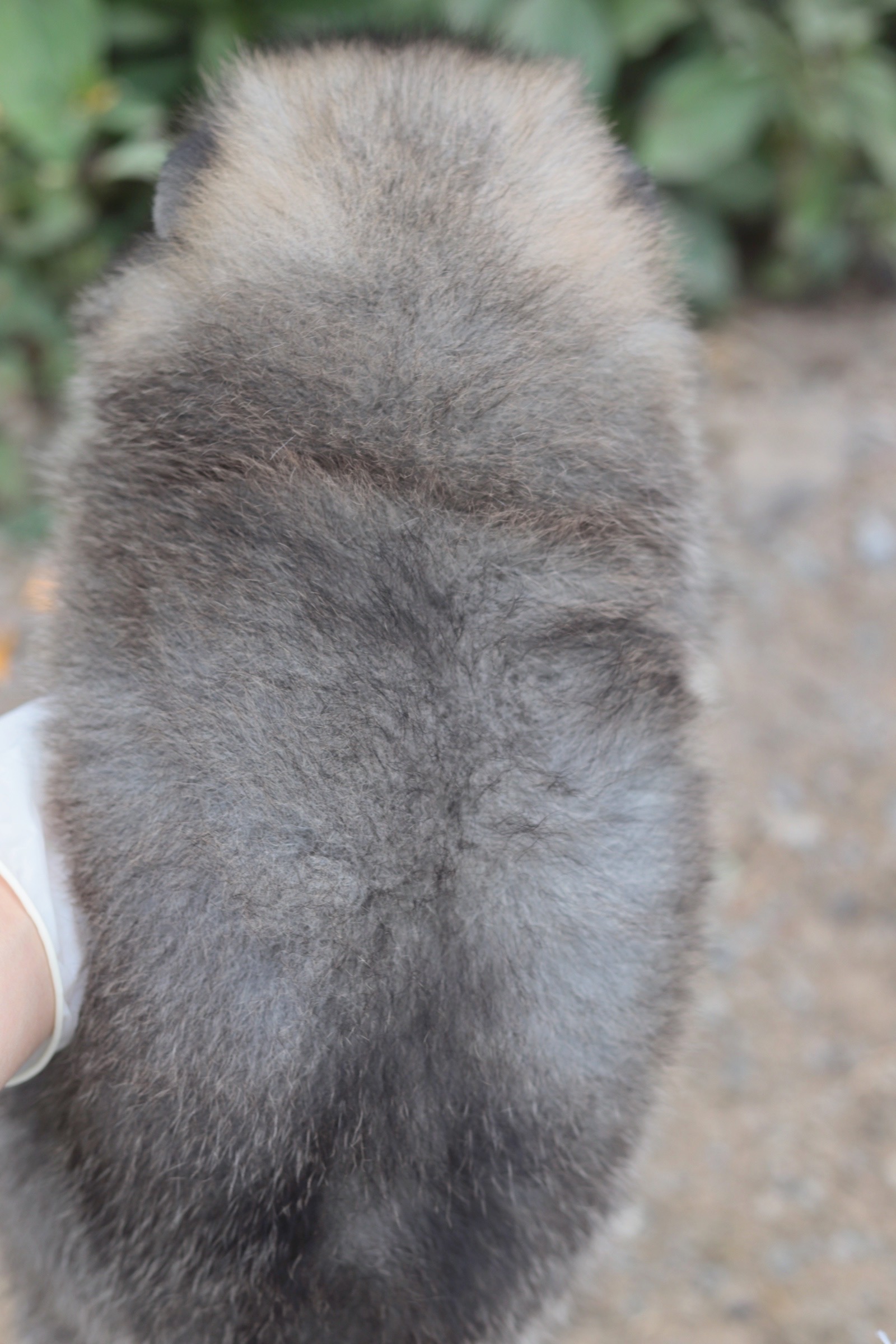 ปอมเมอเรเนียน เพศเมียสีส้ม