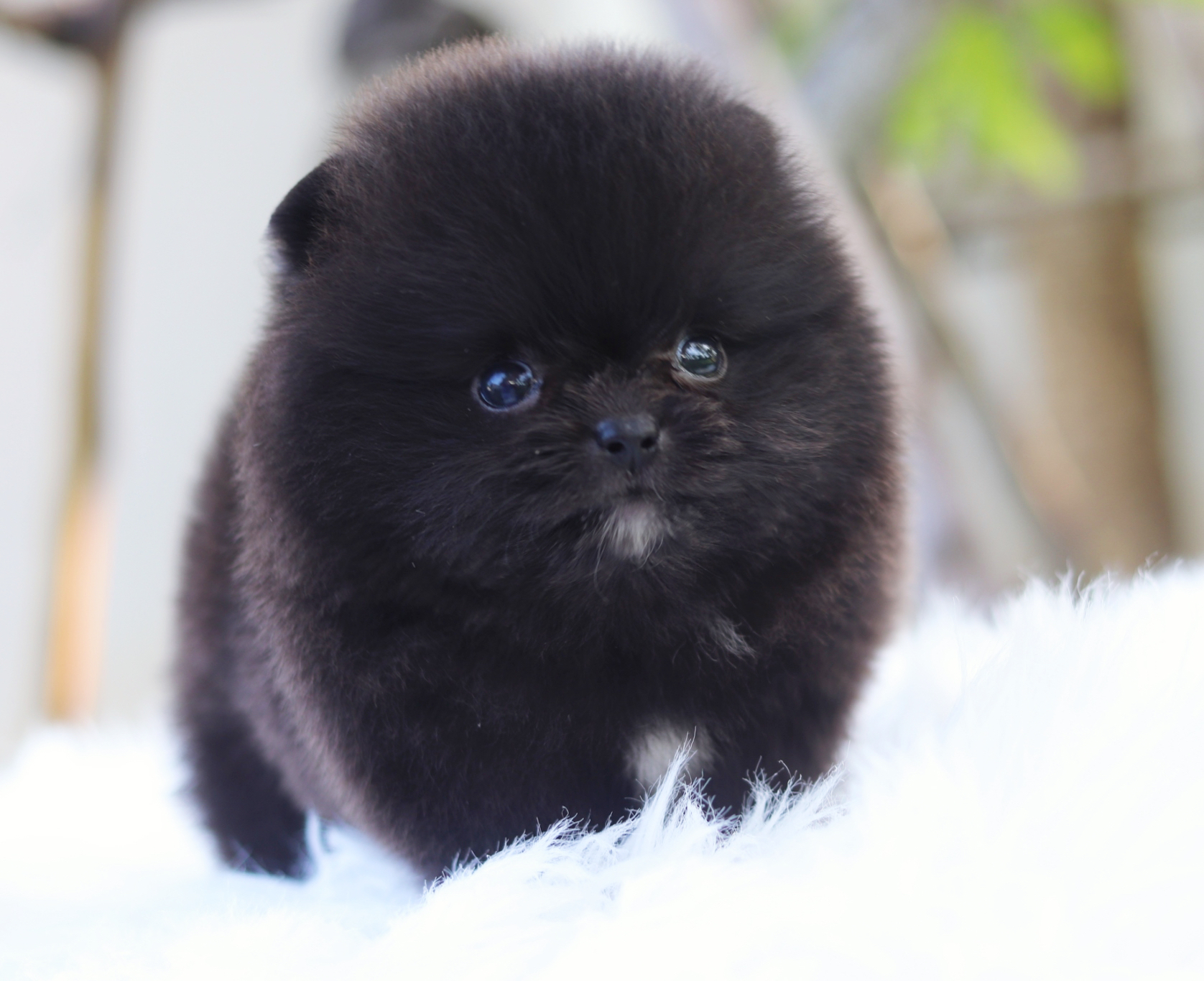 ปอมเมอเรเนียน เพศผู้สีดำ