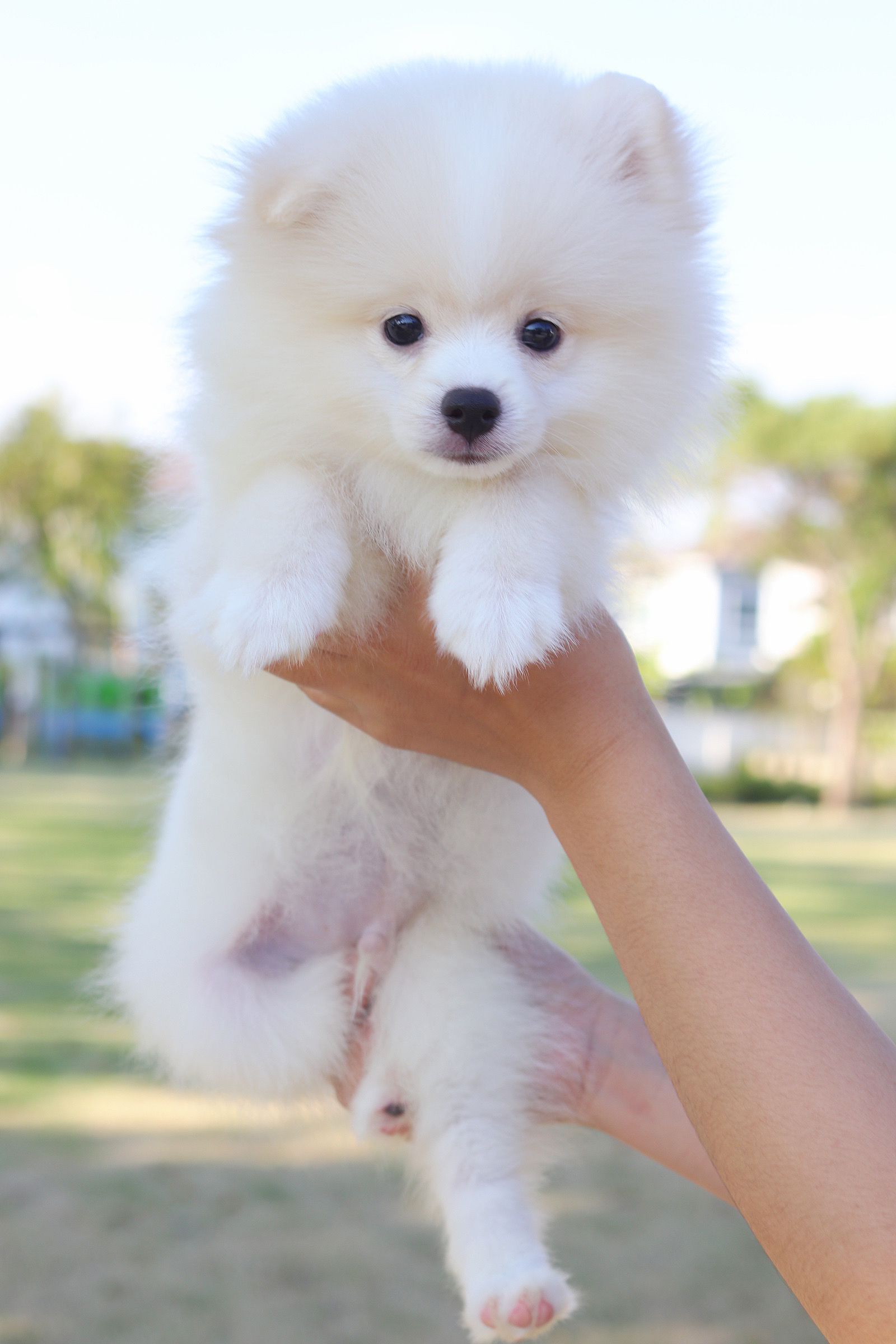 ปอมเมอเรเนียน เพศผู้ สีขาวครีม