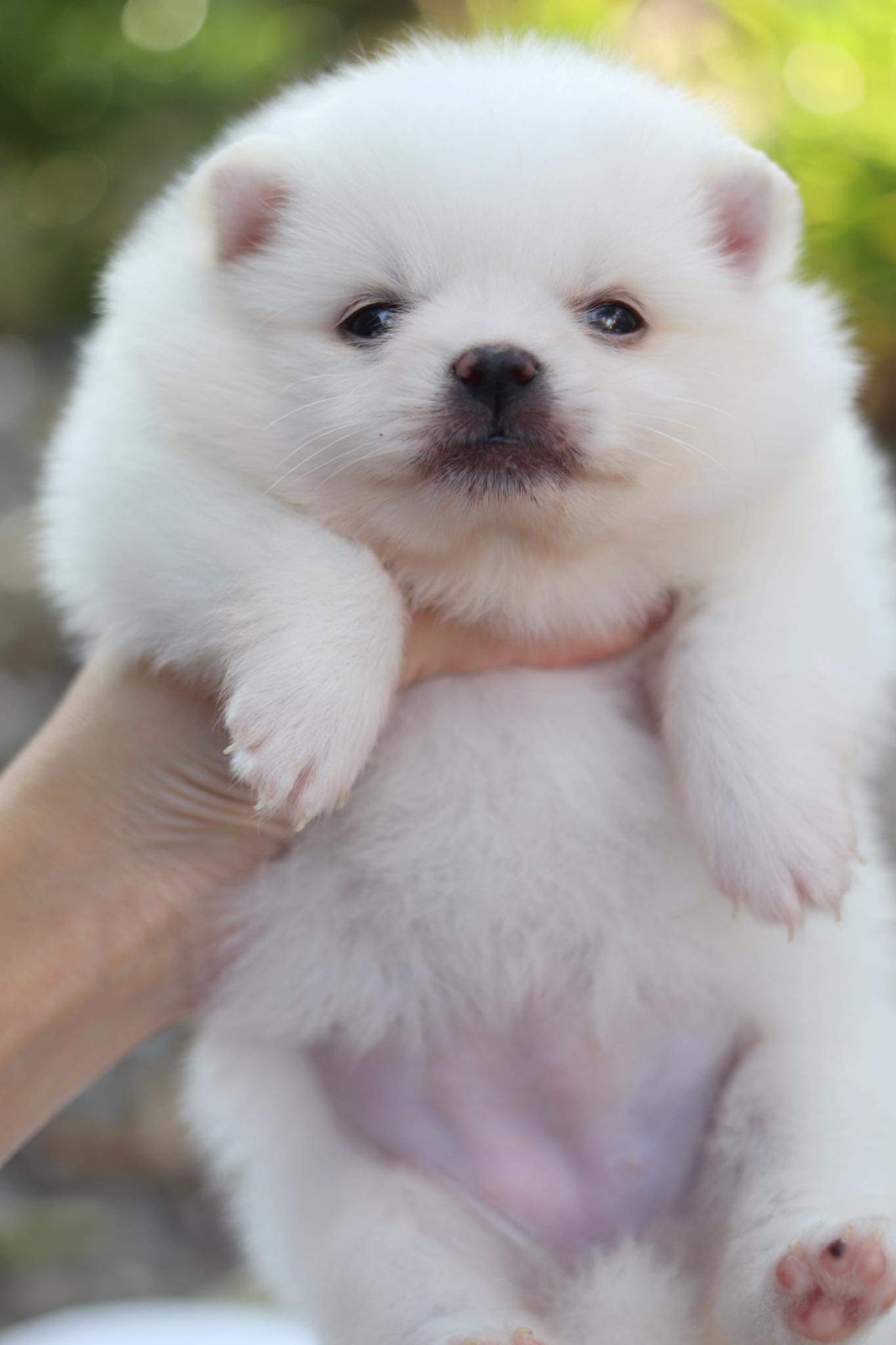 ปอมเมอเรเนียน เพศเมีย