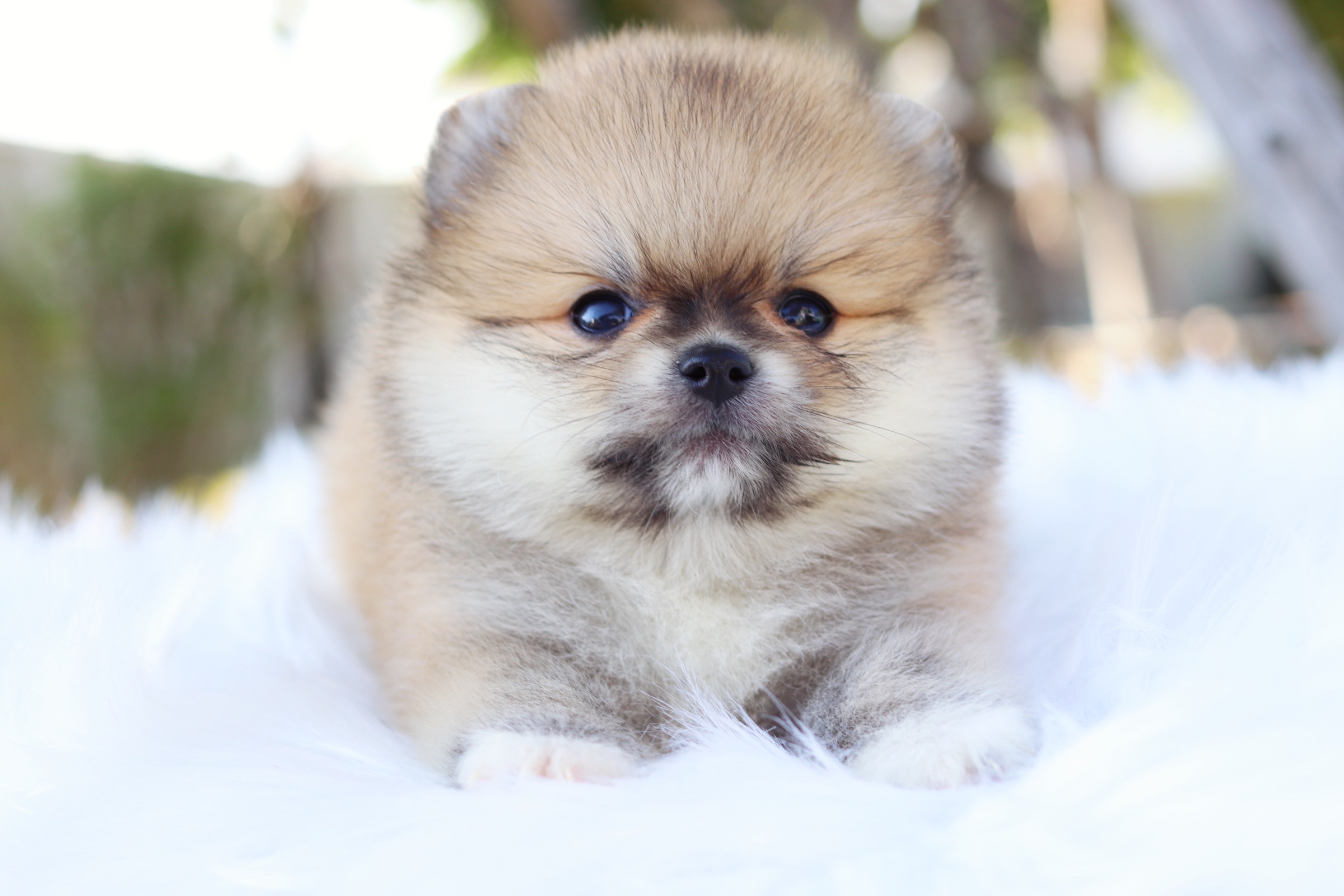 ปอมเมอเรเนียน เพศเมียสีส้ม