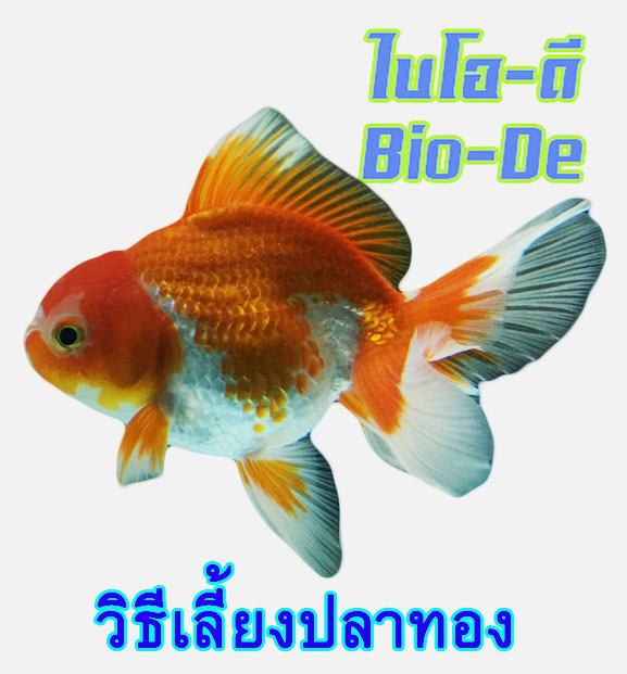 วิธีเลี้ยงปลาทองถูกวิธีง่ายๆด้วย ไบโอ-ดี