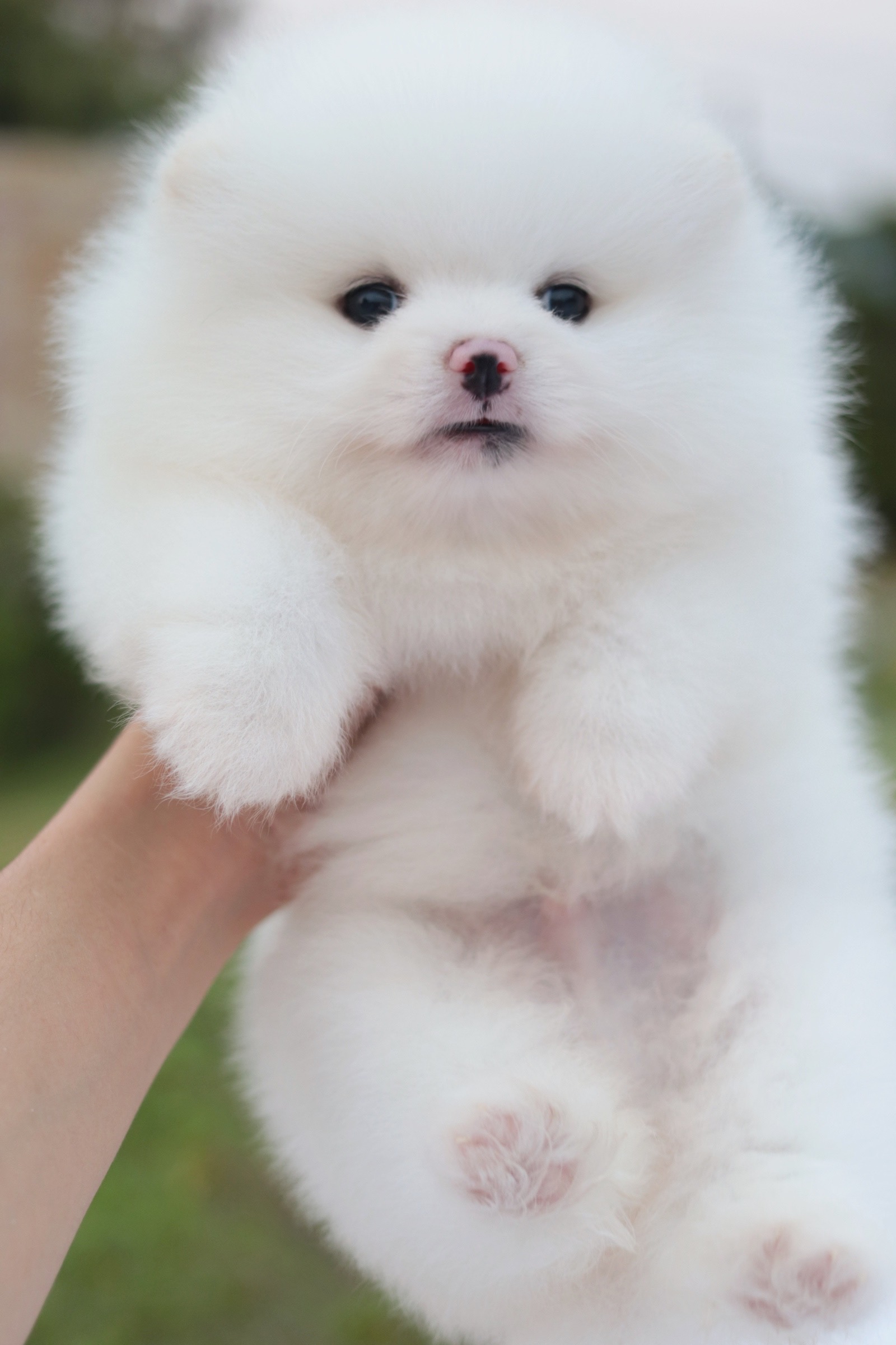 ปอมเมอเรเนียน เพศผู้สีขาว