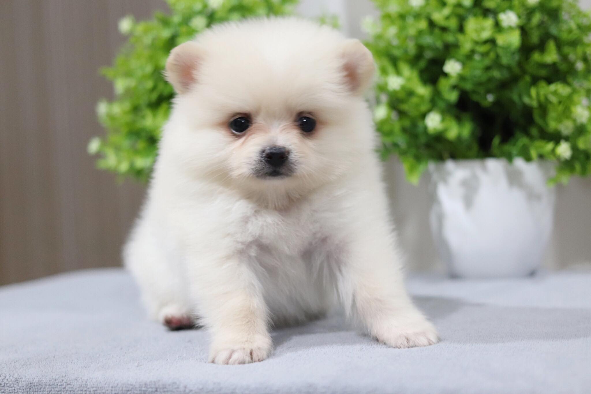 ปอมเมอเรเนียน เพศเมีย