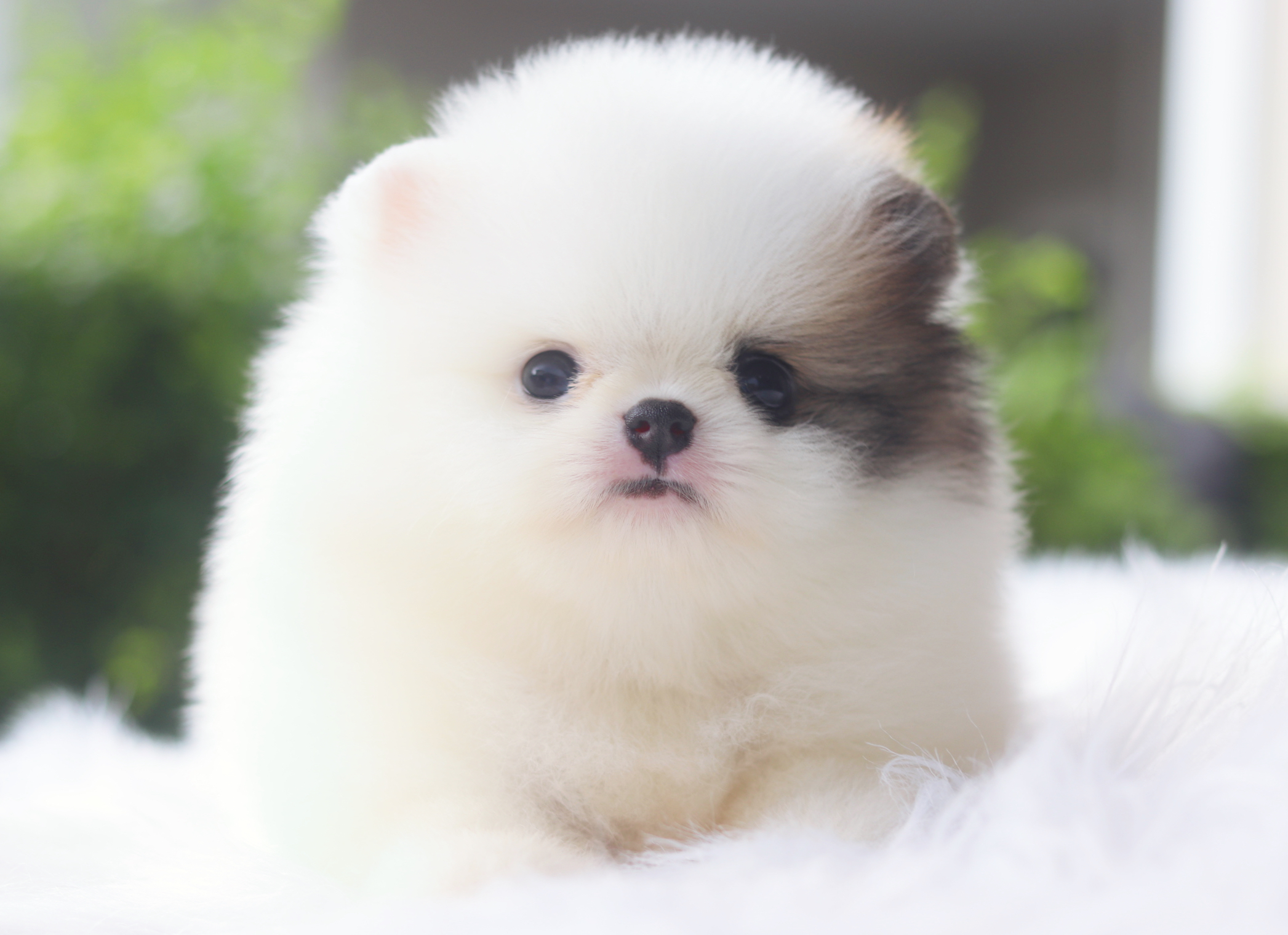 ปอมเมอเรเนียน เพศเมียสีแฟนซีเกรดโชว์