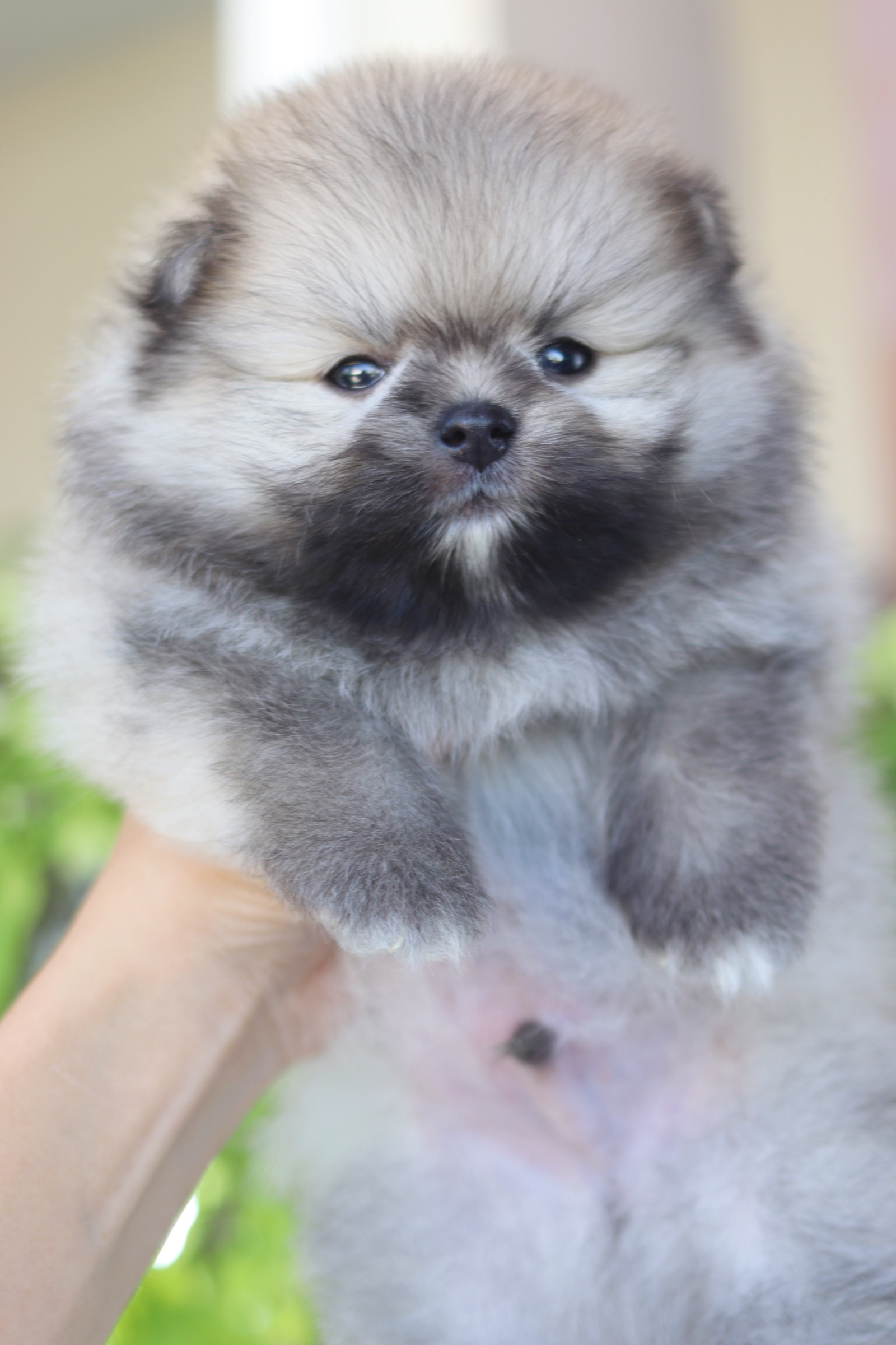 ปอมเมอเรเนียน เพศผู้สีส้ม