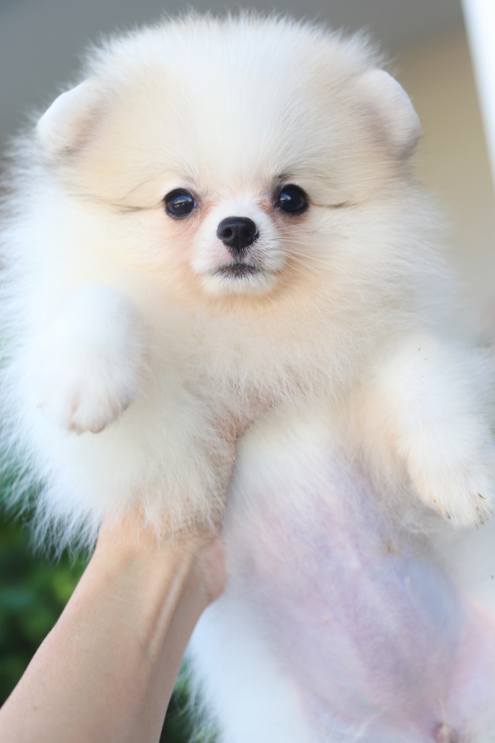 ปอมเมอเรเนียน เพศเมียสีแฟนซี