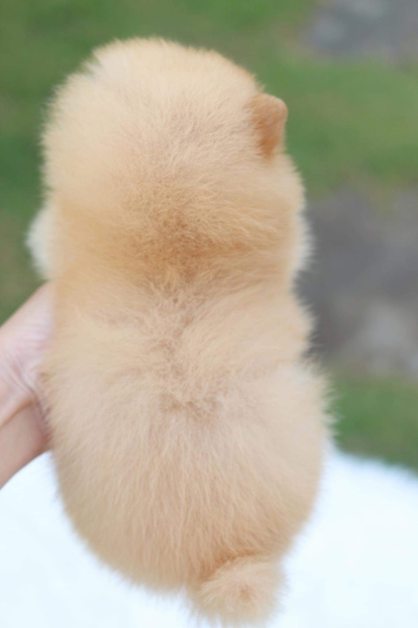 ปอมเมอเรเนียน เพศเมีย สีครีม มีถุงเท้า