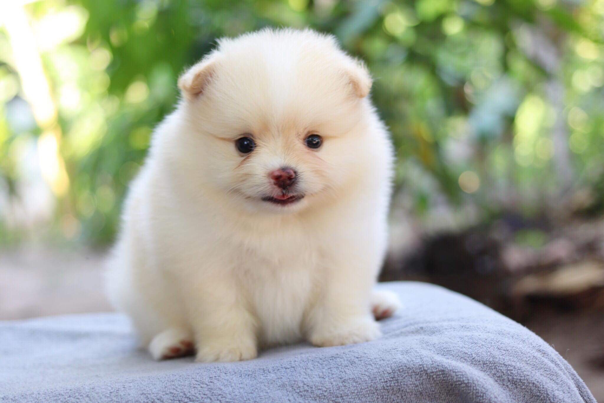 ปอมเมอเรเนียน เพศผู้