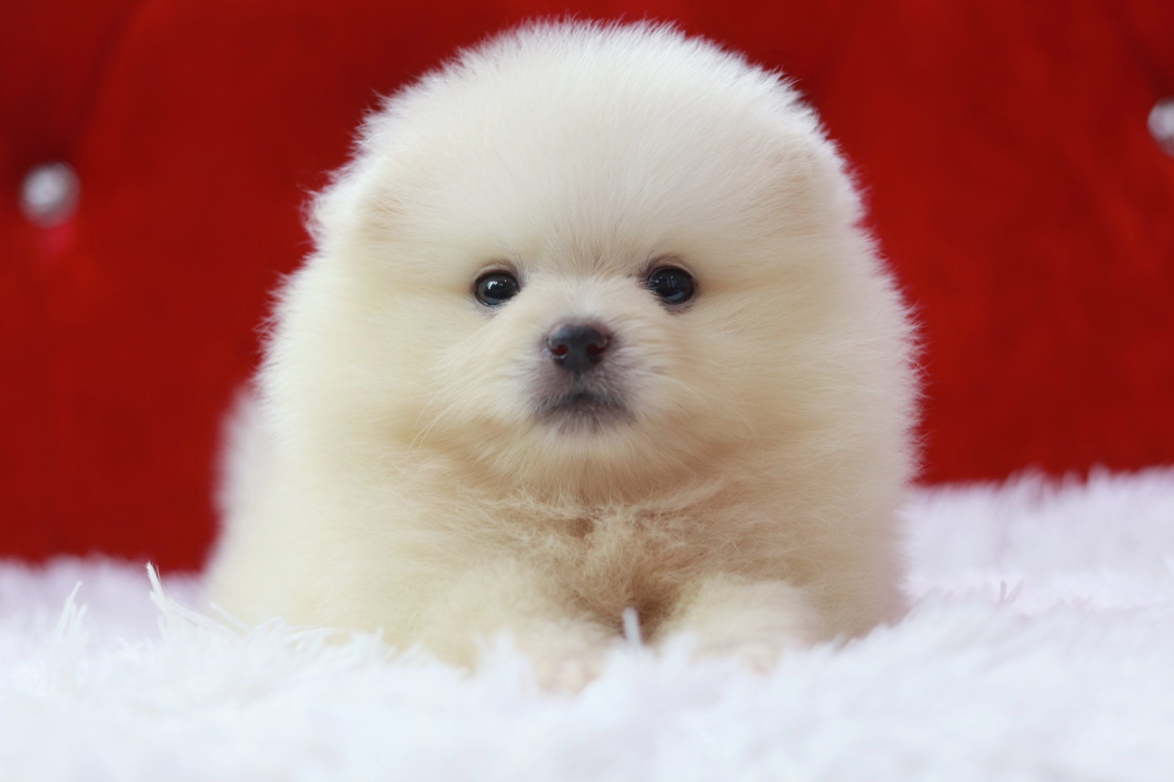 ปอมเมอเรเนียน เพศผู้สีครีม