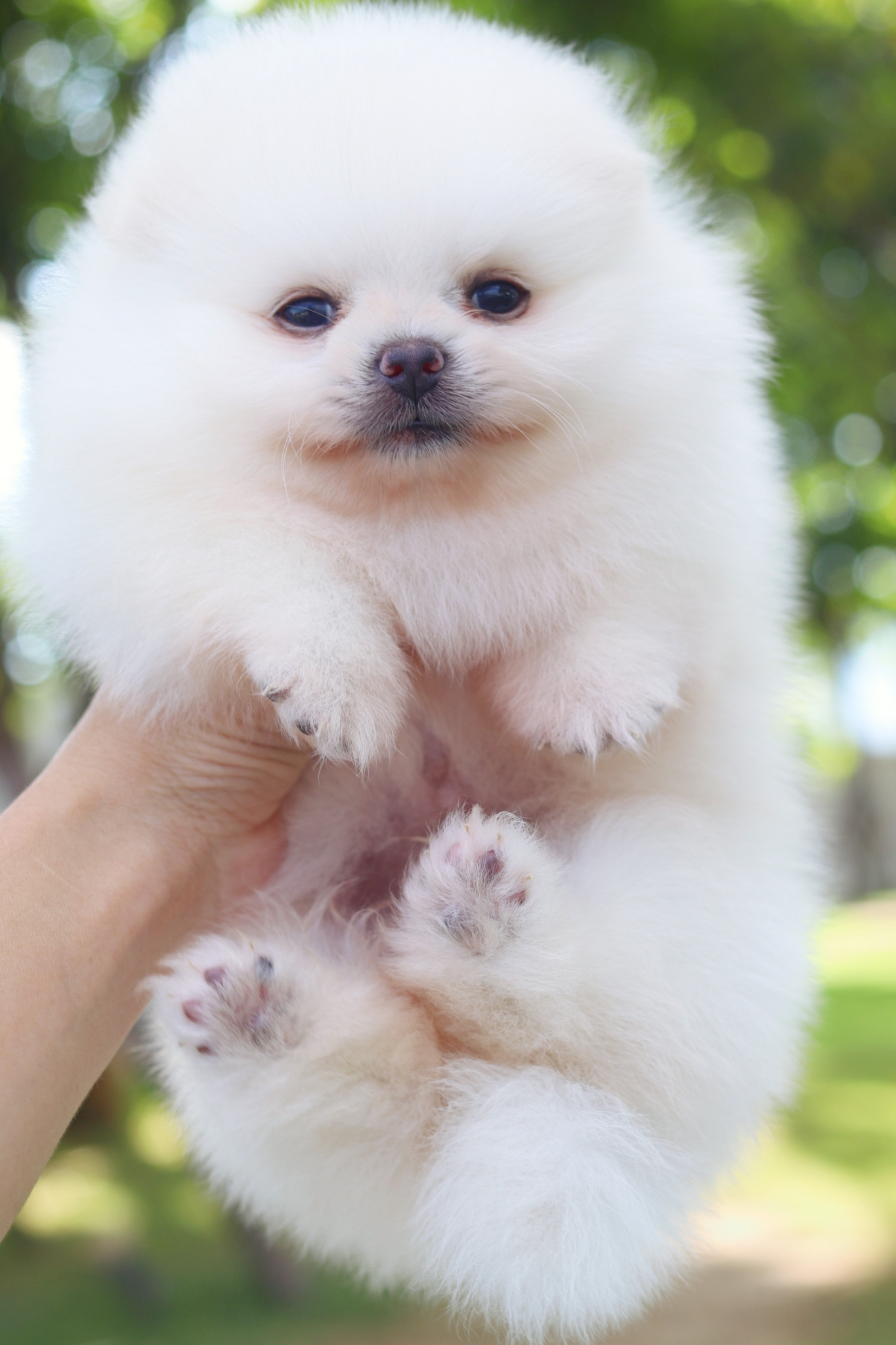 ปอมเมอเรเนียน เพศผู้สีขาวครีม