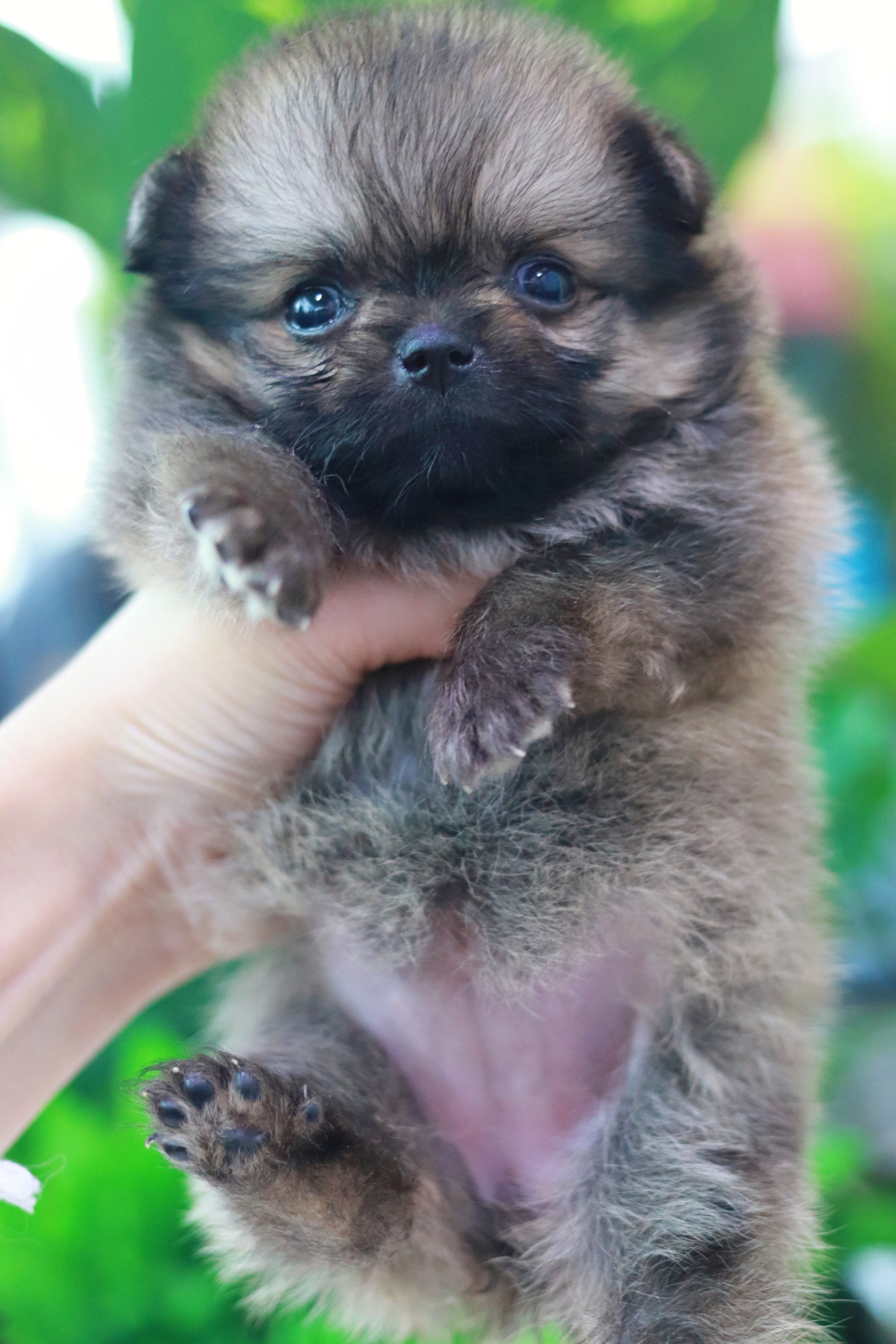 ปอมเมอเรเนียน เพศเมียสีส้ม ทีคัพ