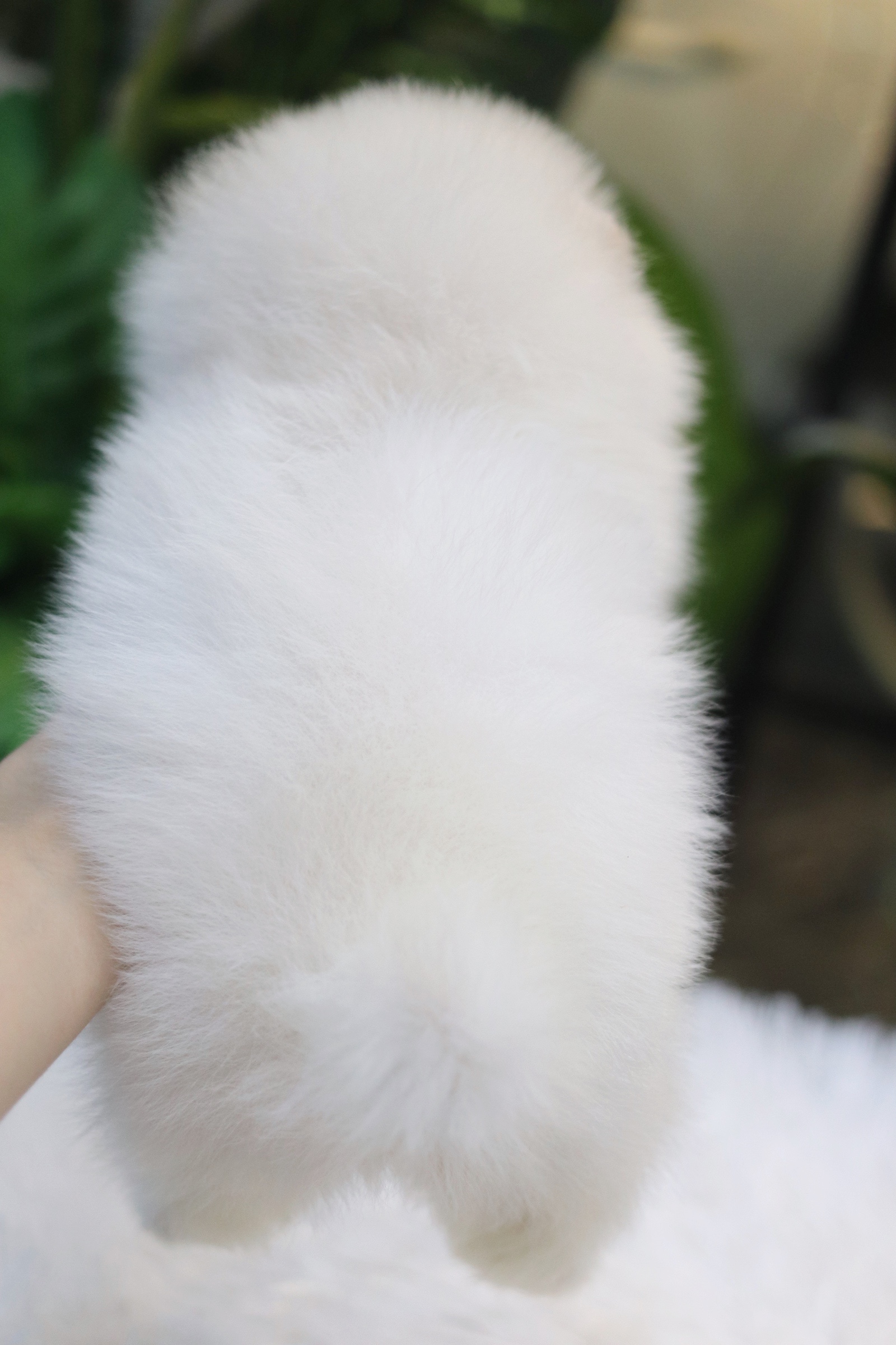 ปอมเมอเรเนียน เพศเมีย สีขาวครีม