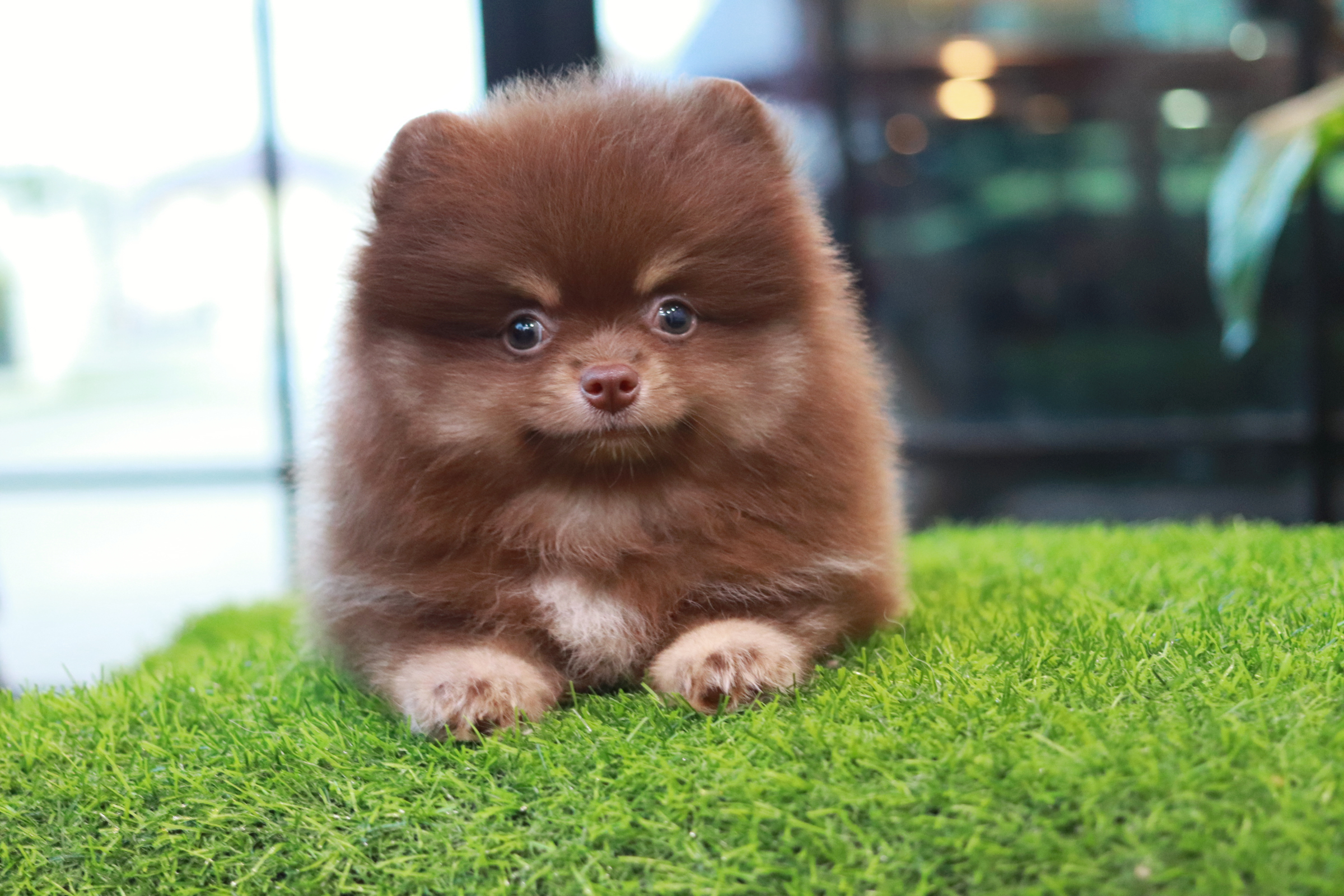 ปอมเมอเรเนียน เพศผู้ ช็อคแทน เกรดสวยขนแน่นน