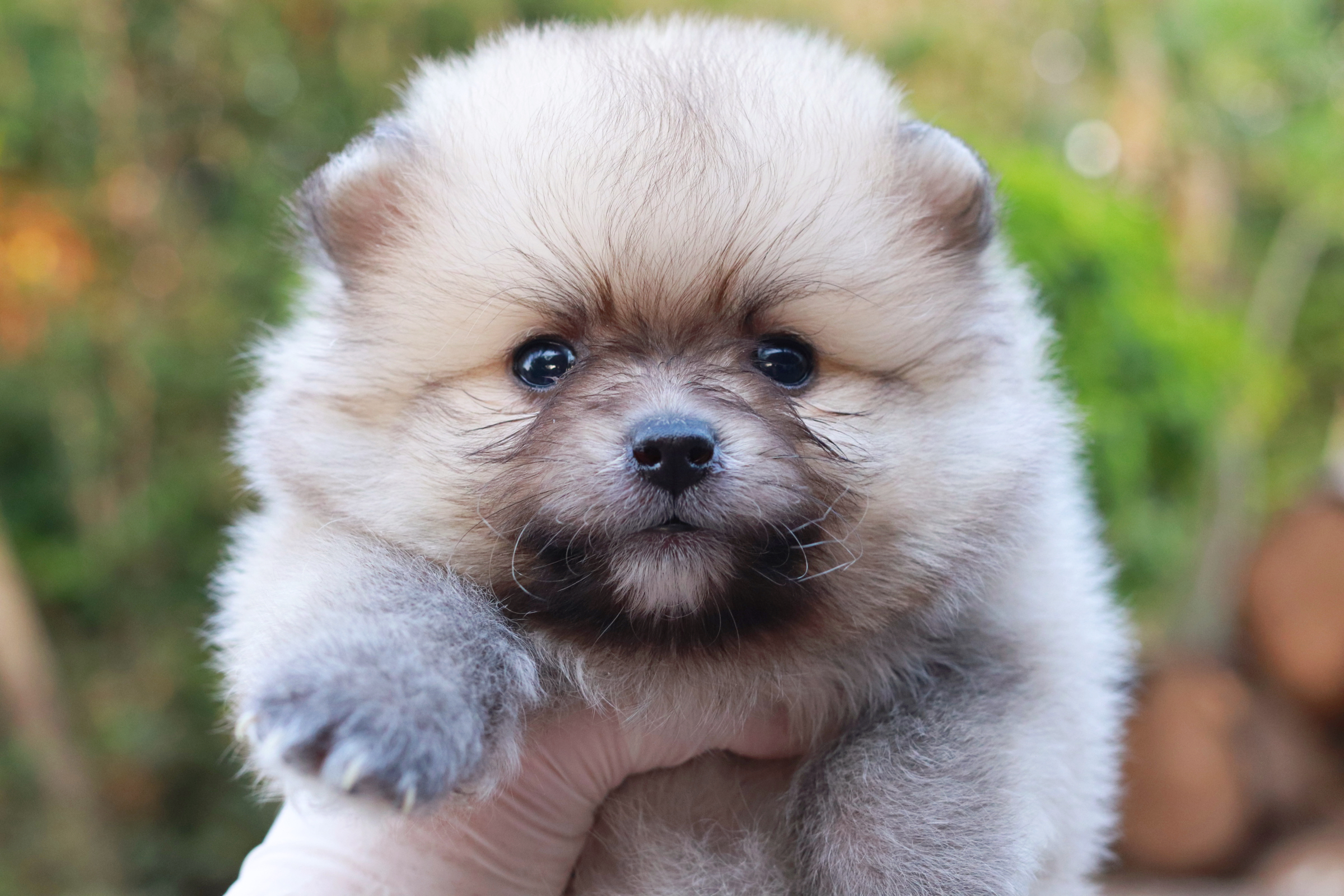 ปอมเมอเรเนียน เพศผู้