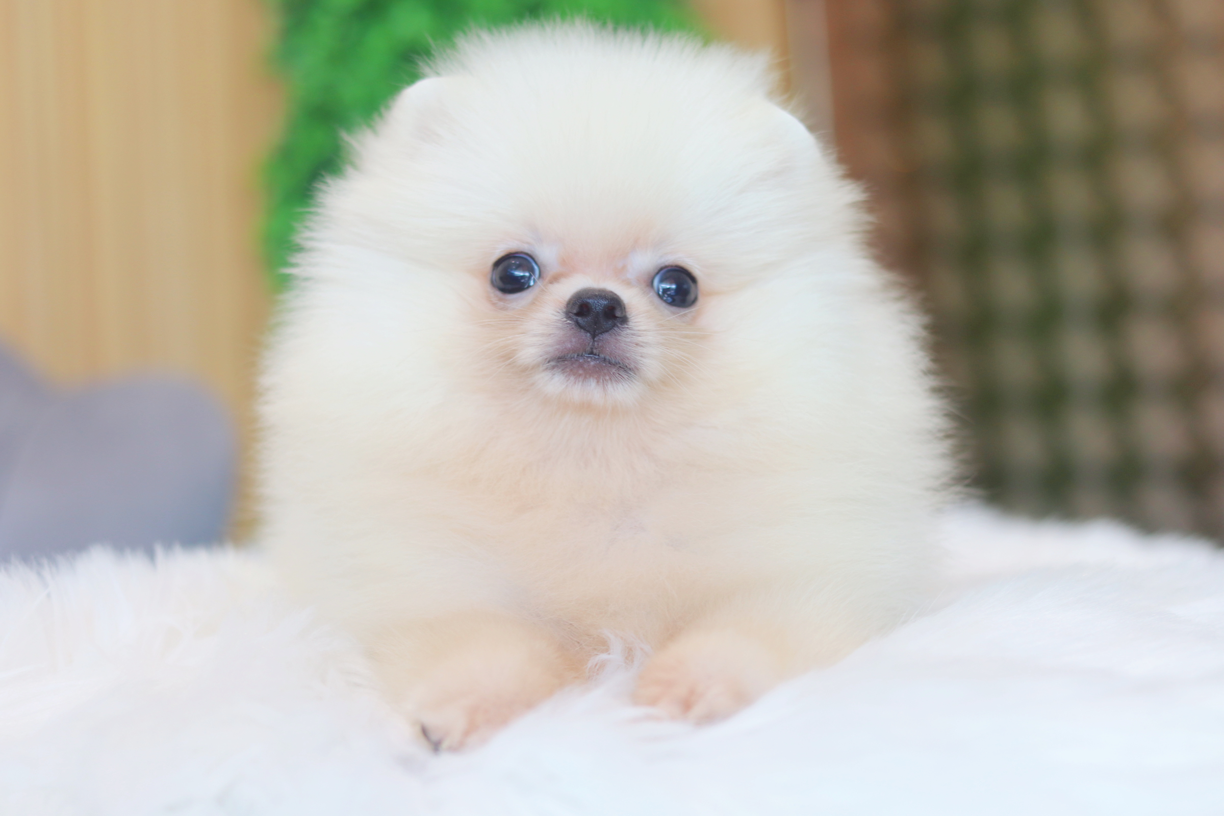 ปอมเมอเรเนียน เพศผู้สีครีม