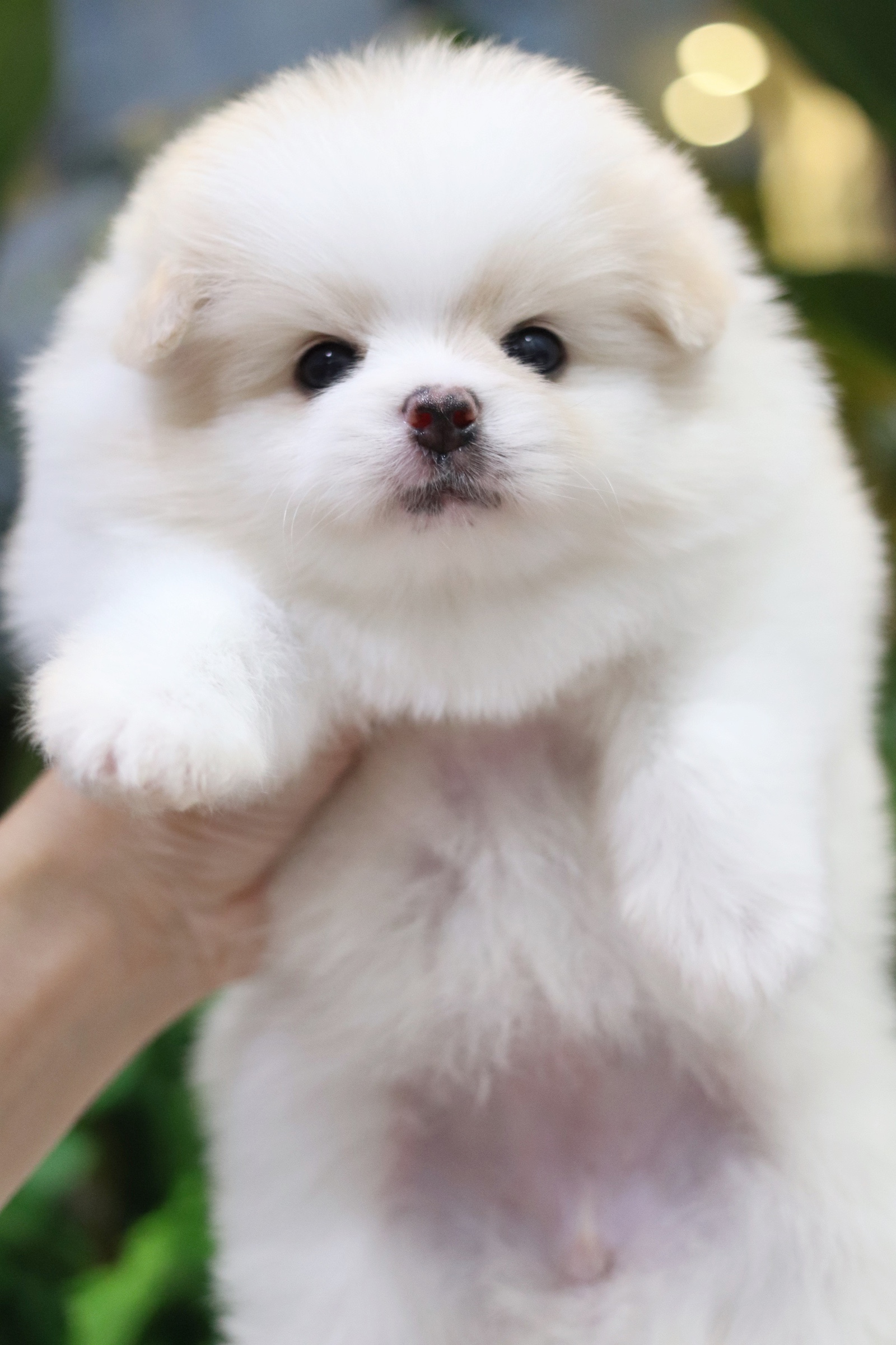 ปอมเมอเรเนียน เพศเมียขาวครีม