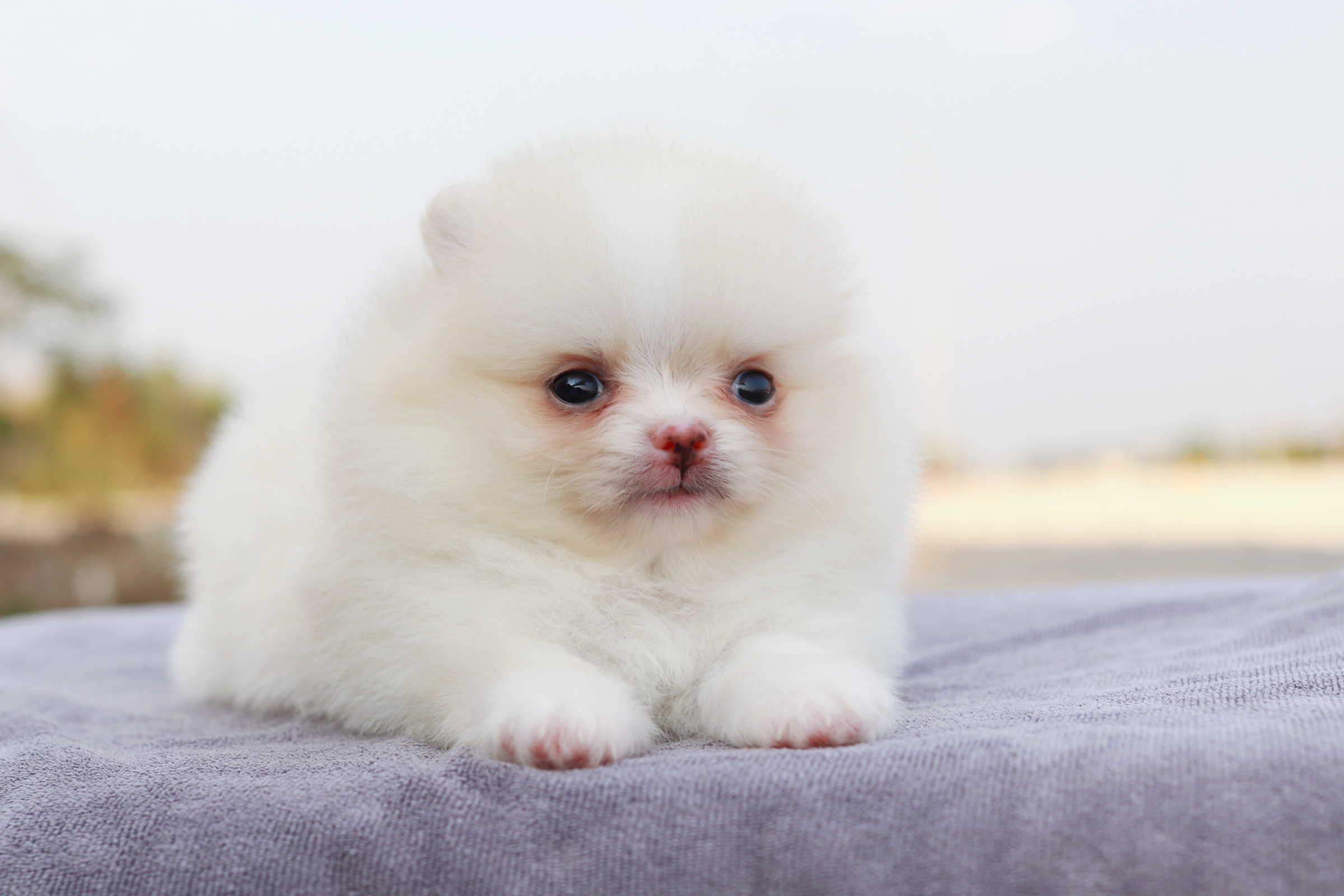 ปอมเมอเรเนียน เพศเมีย