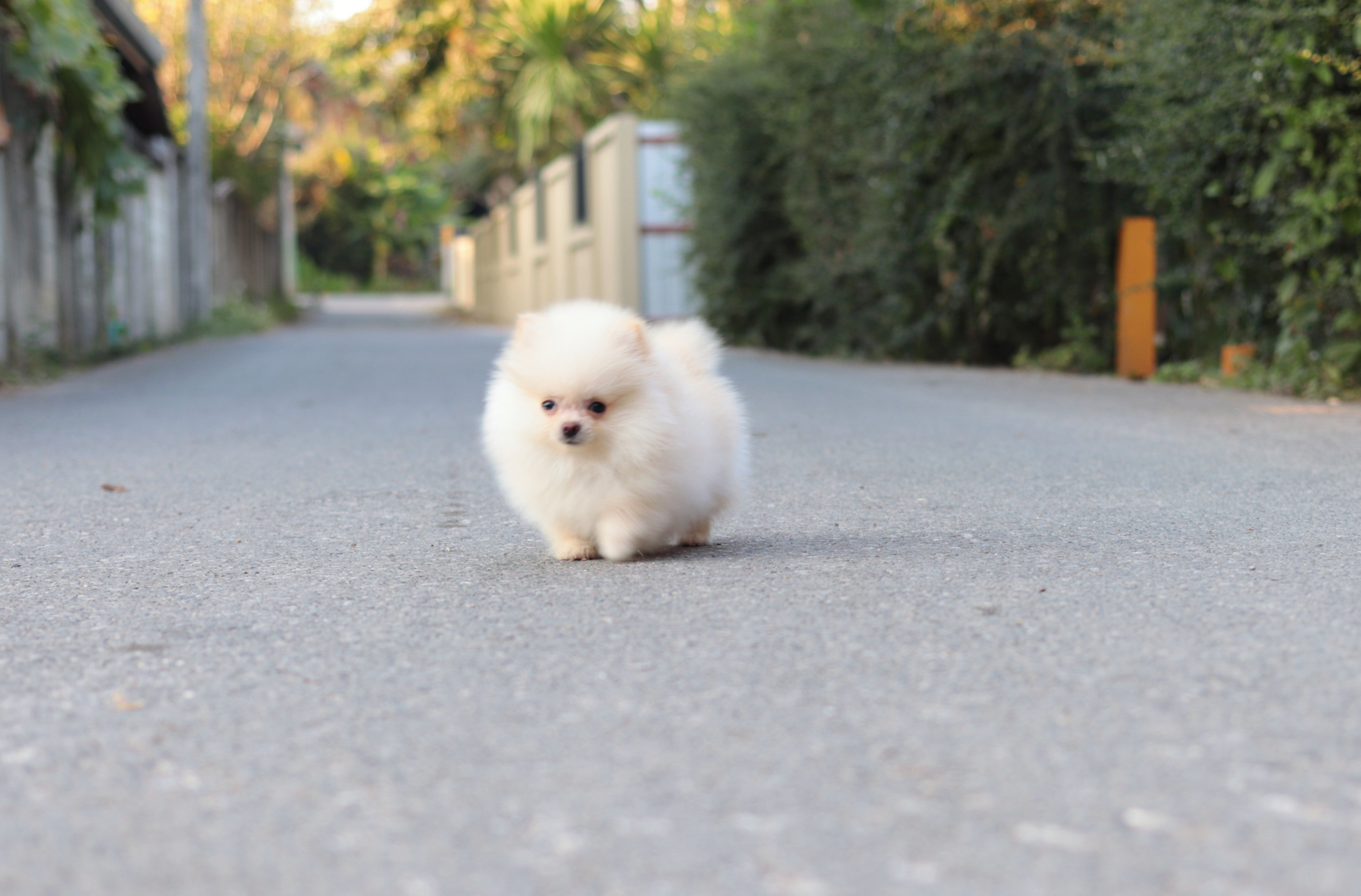 ปอมเมอเรเนียน เพศผู้ ไซส์เล็ก ครีม สองเดือนกว่า