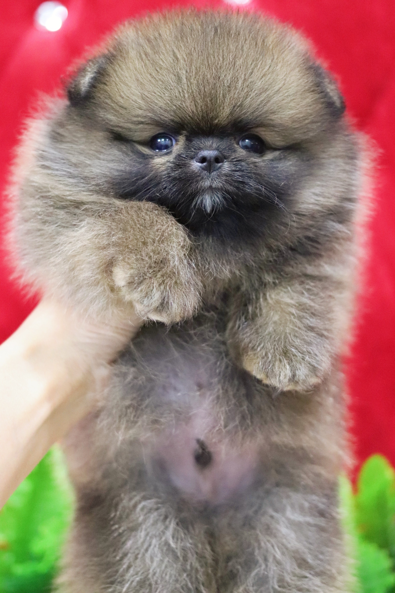 ปอมเมอเรเนียน เพศผู้ สีส้มไซส์เล็ก