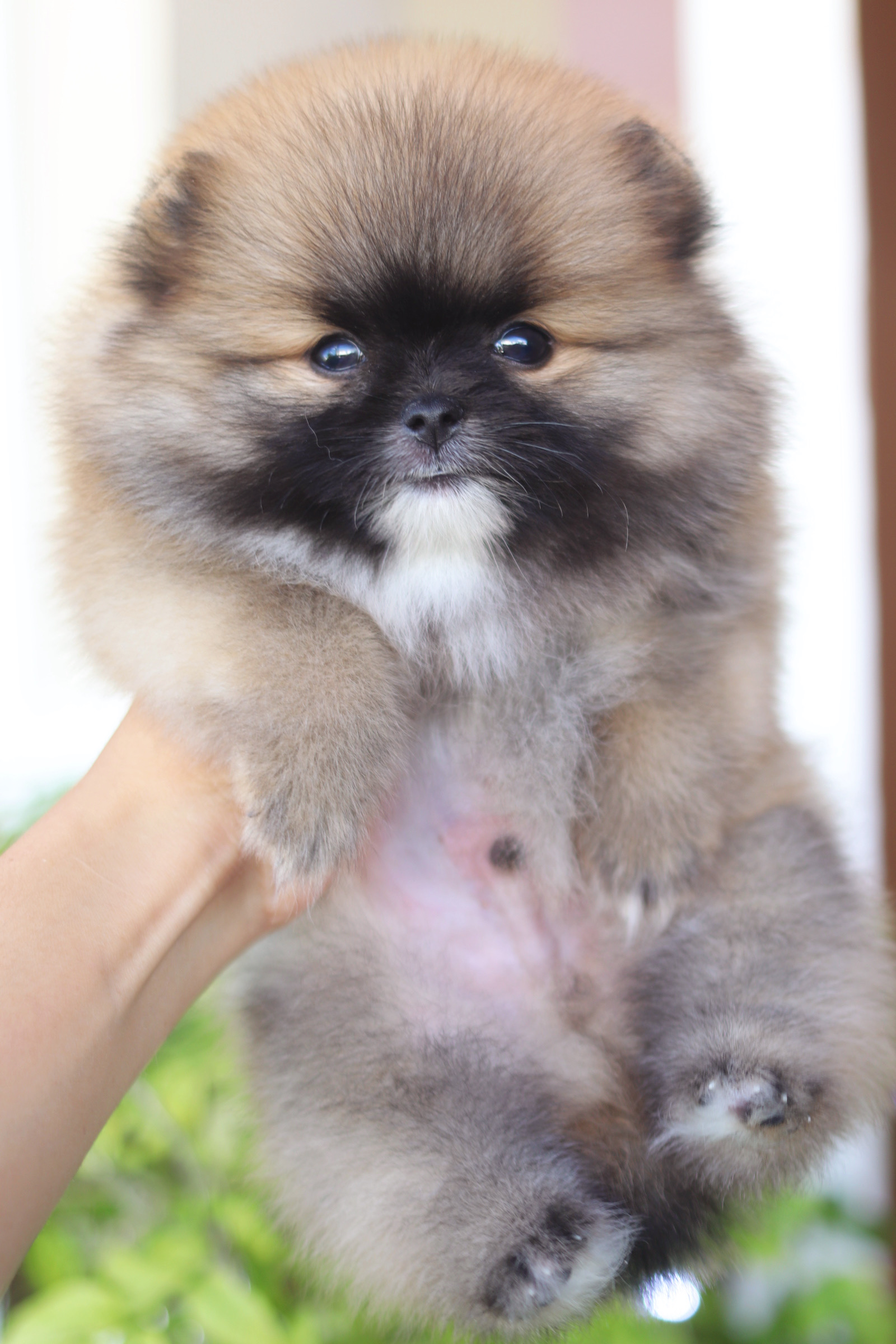 ปอมเมอเรเนียน เพศผู้สีส้ม เกรดโชว์