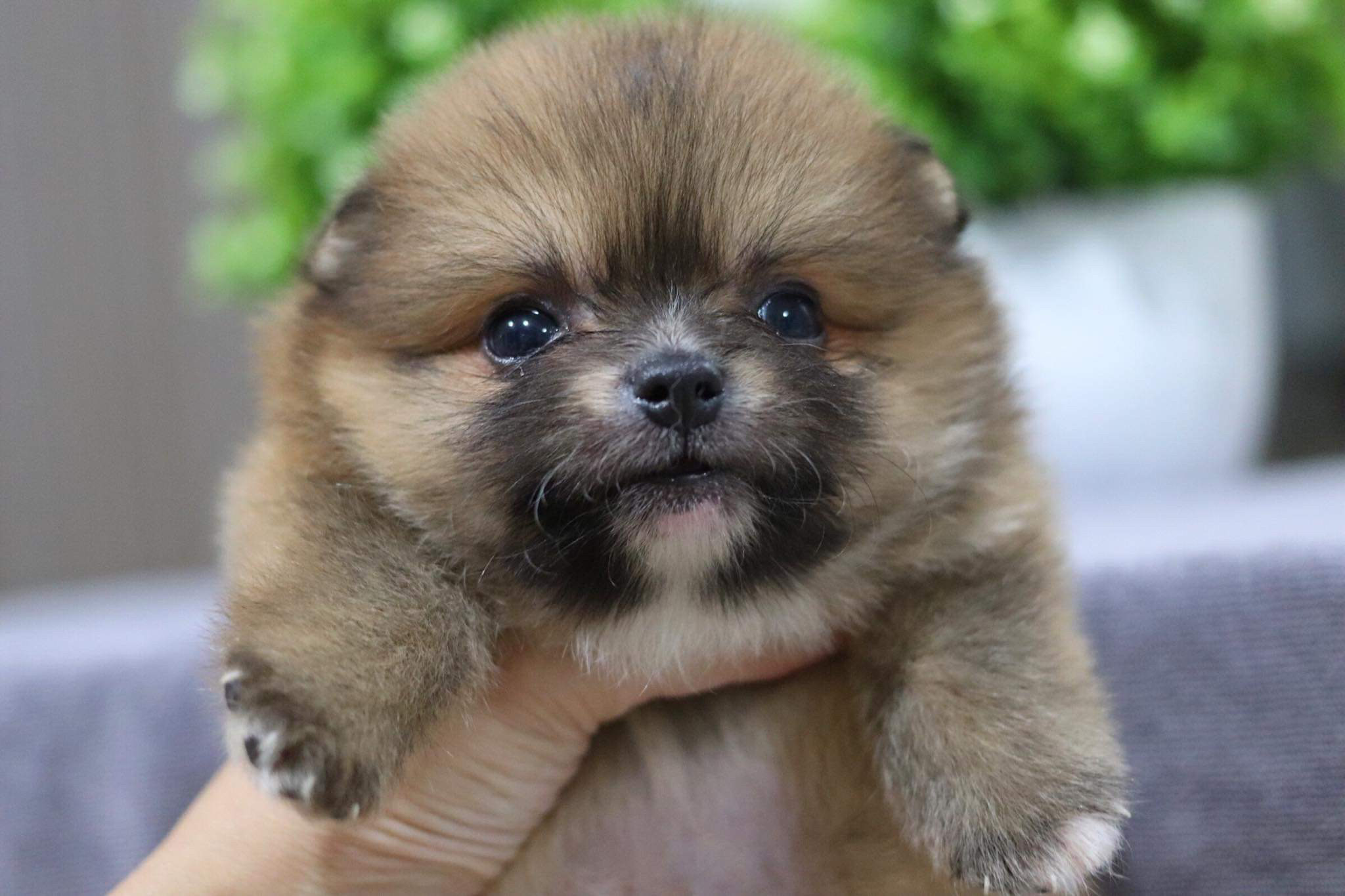 ปอมเมอเรเนียน เพศผู้