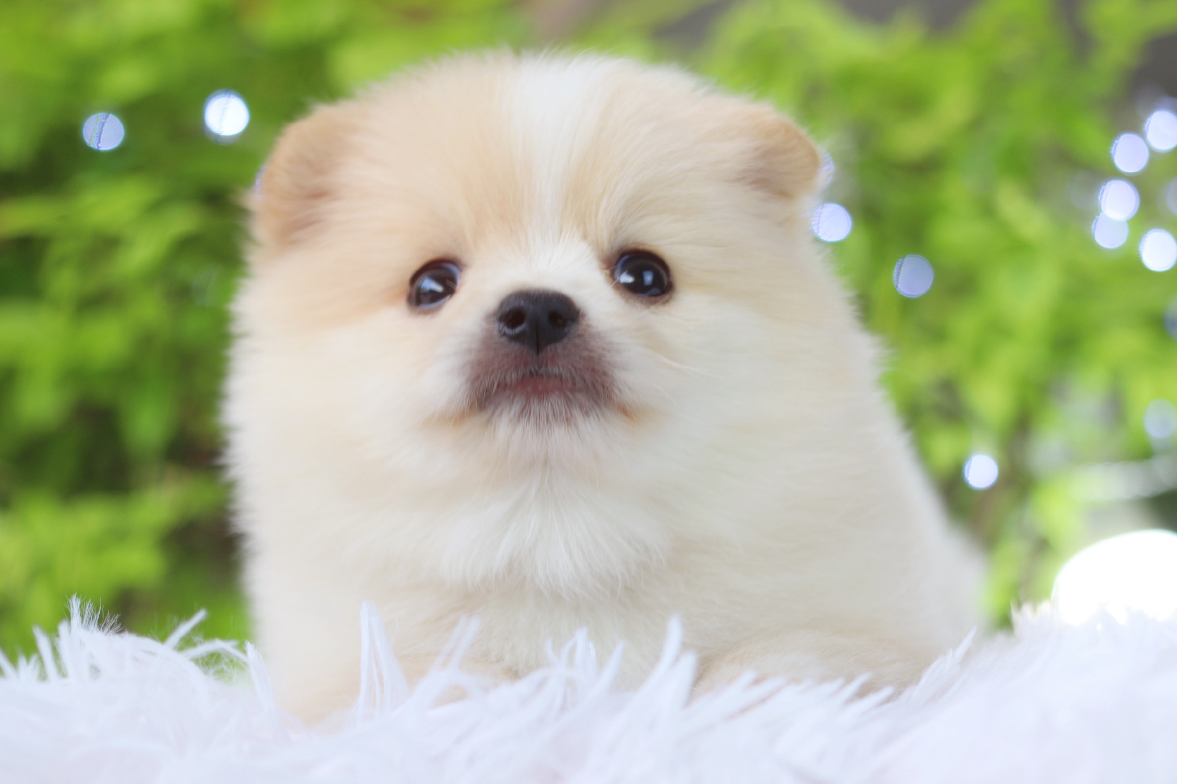 ปอมเมอเรเนียน เพศผู้สีขาวครีม