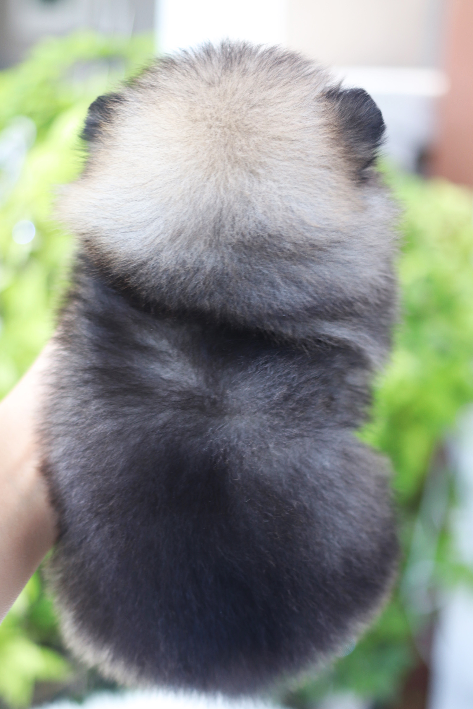 ปอมเมอเรเนียน เพศผู้สีส้มเซเบิ้ล