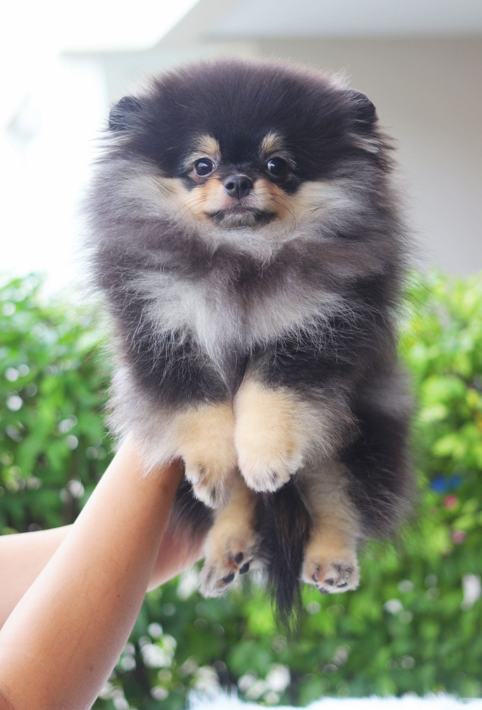 ปอมเมอเรเนียน เพศผู้สีแบล็คแทน