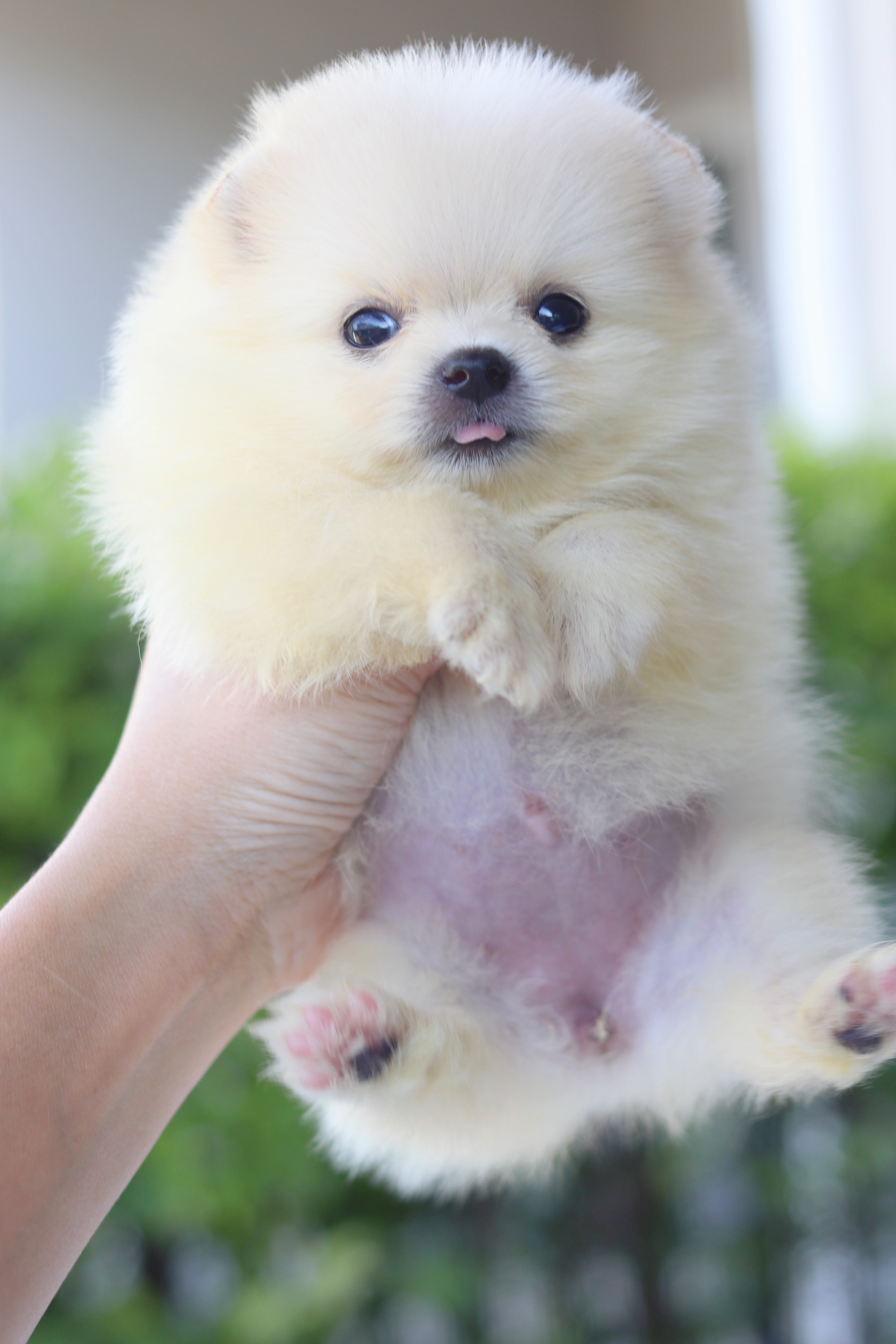 ปอมเมอเรเนียน เพศเมียสีขาวครีม