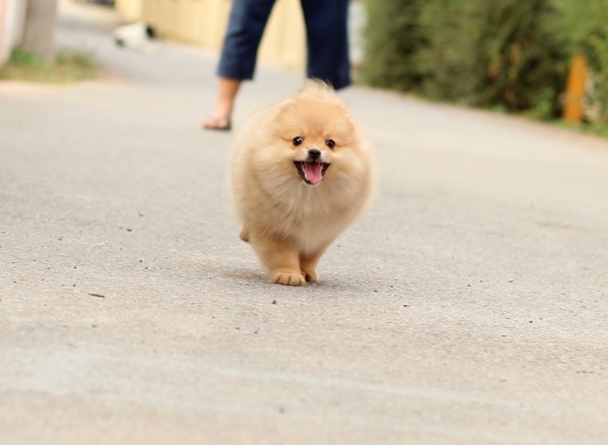 ปอมเมอเรเนียน เพศเมีย สีส้ม